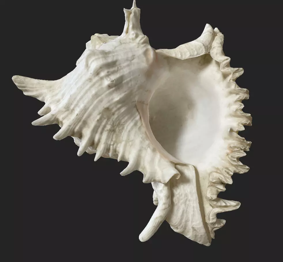 Sea shell Low-poly 3D model
