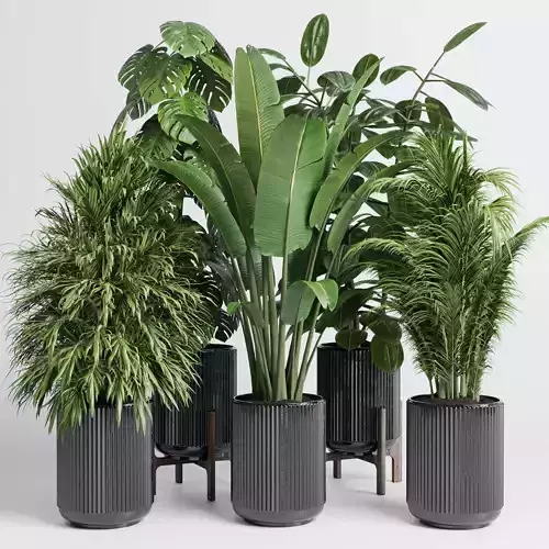 indoor plant set 378 ravenala ficus rubbery concrete pot