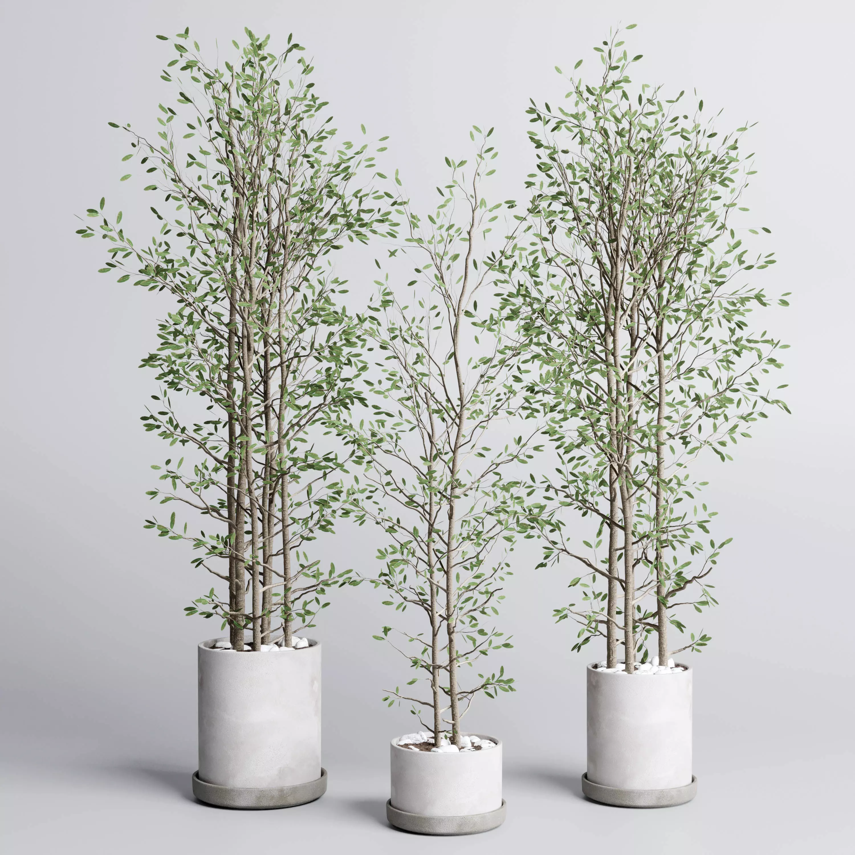 indoor plant set 379 plant tree branch bush concrete dirt vase Low-poly 3D model