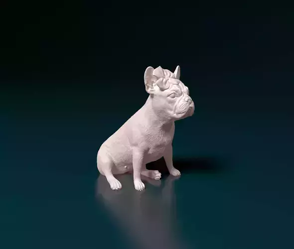 French bulldog 012