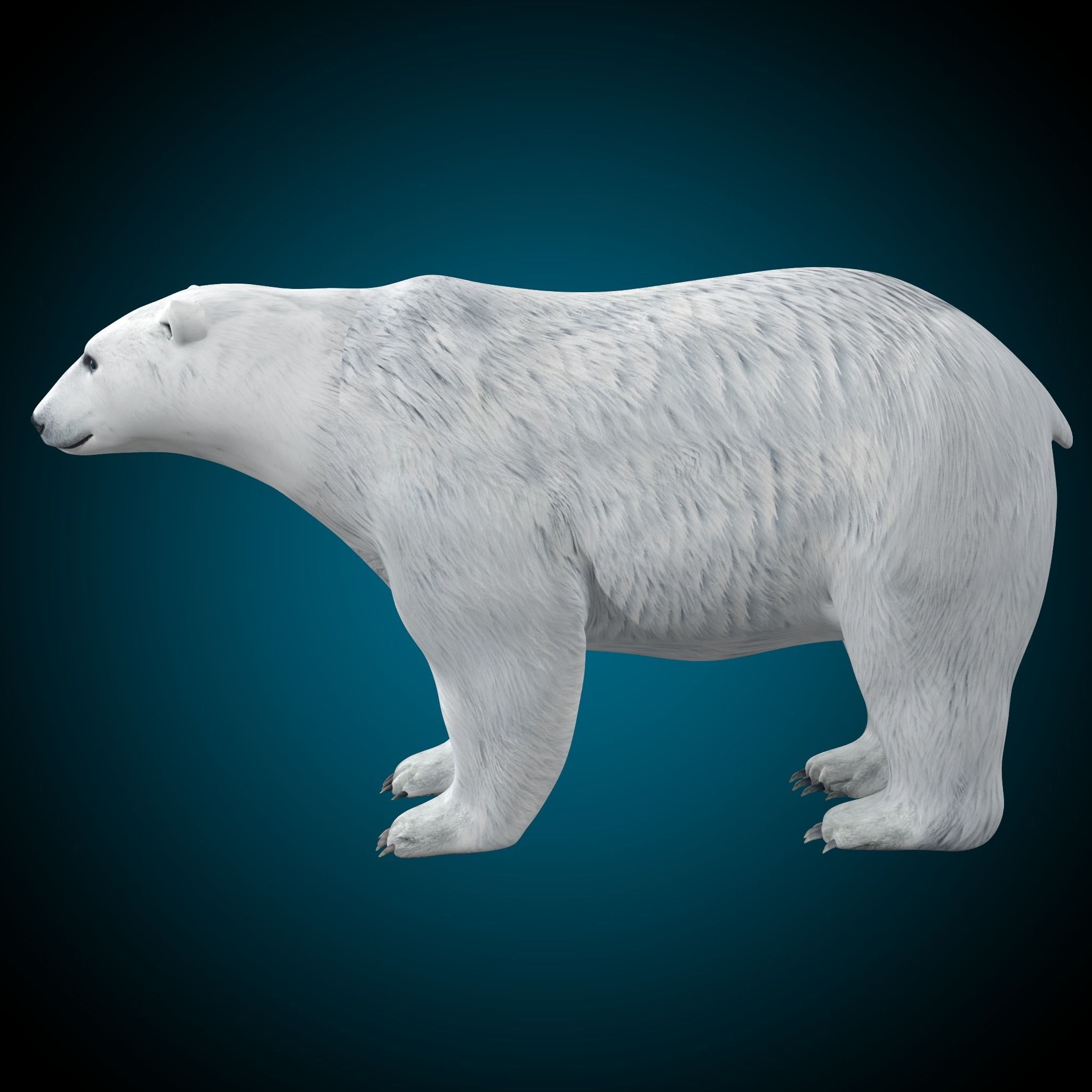 Polar Bear 3D model_5