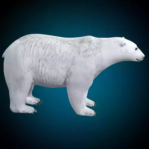Polar Bear 3D model
