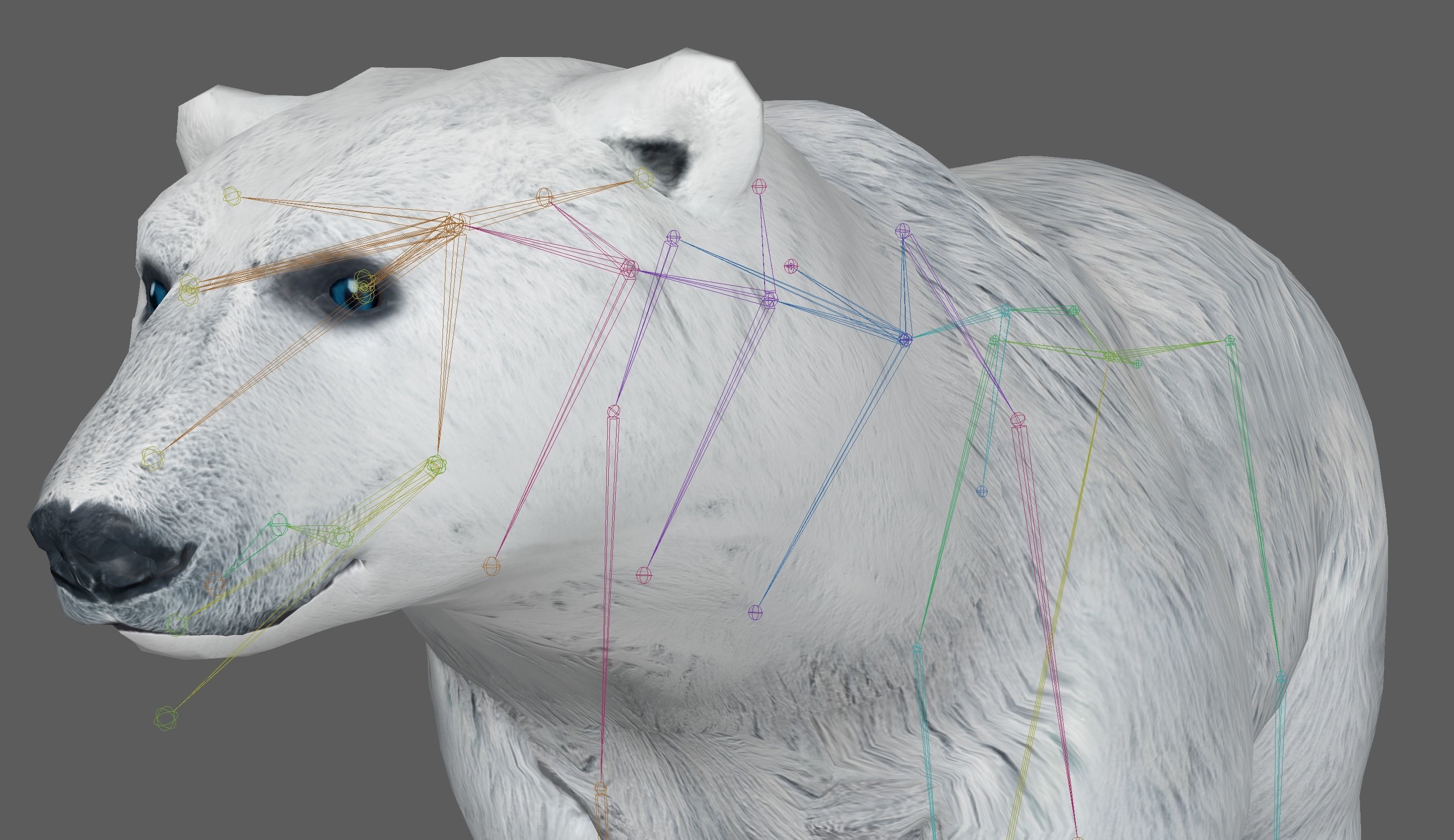 Polar Bear 3D model_16