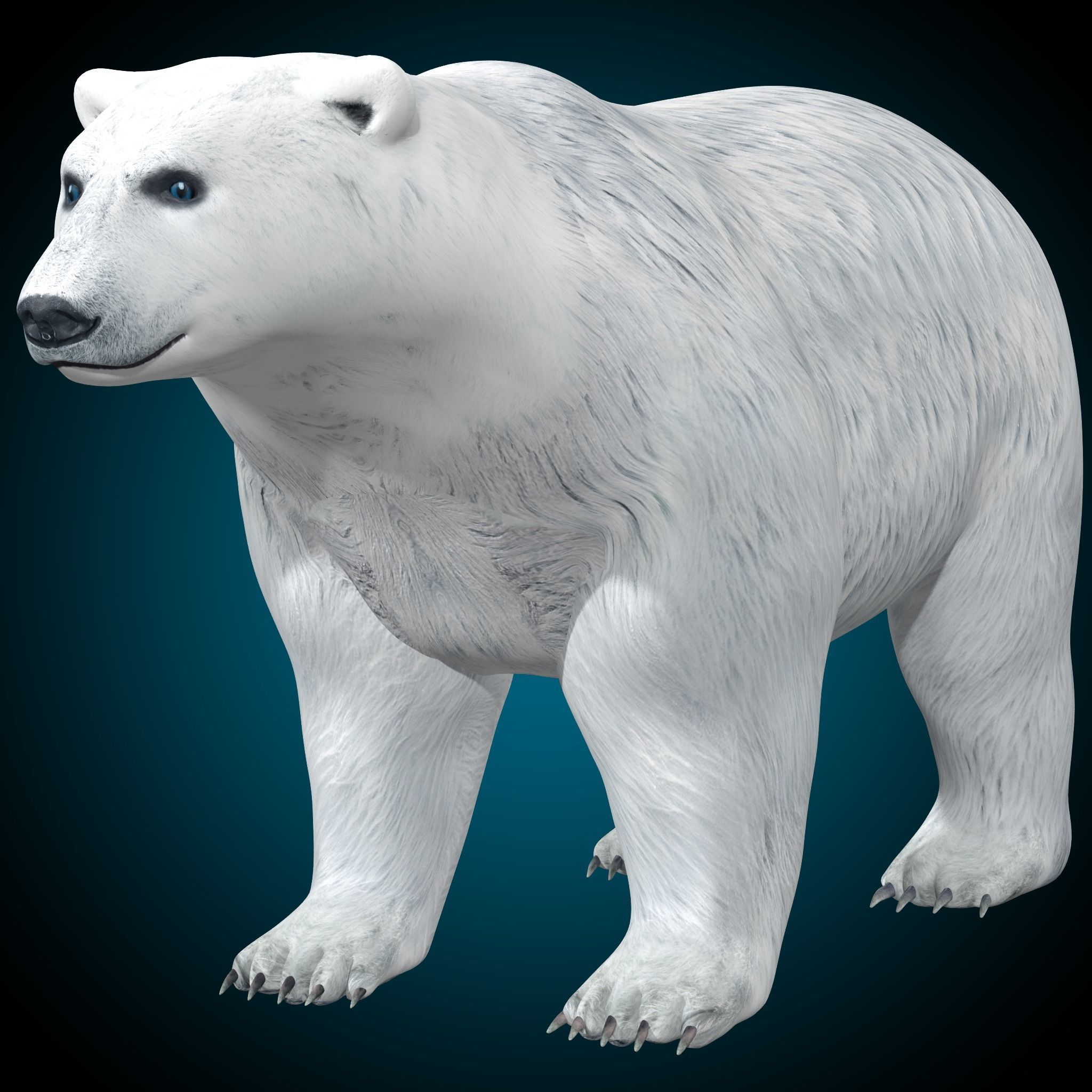 Polar Bear 3D model_2