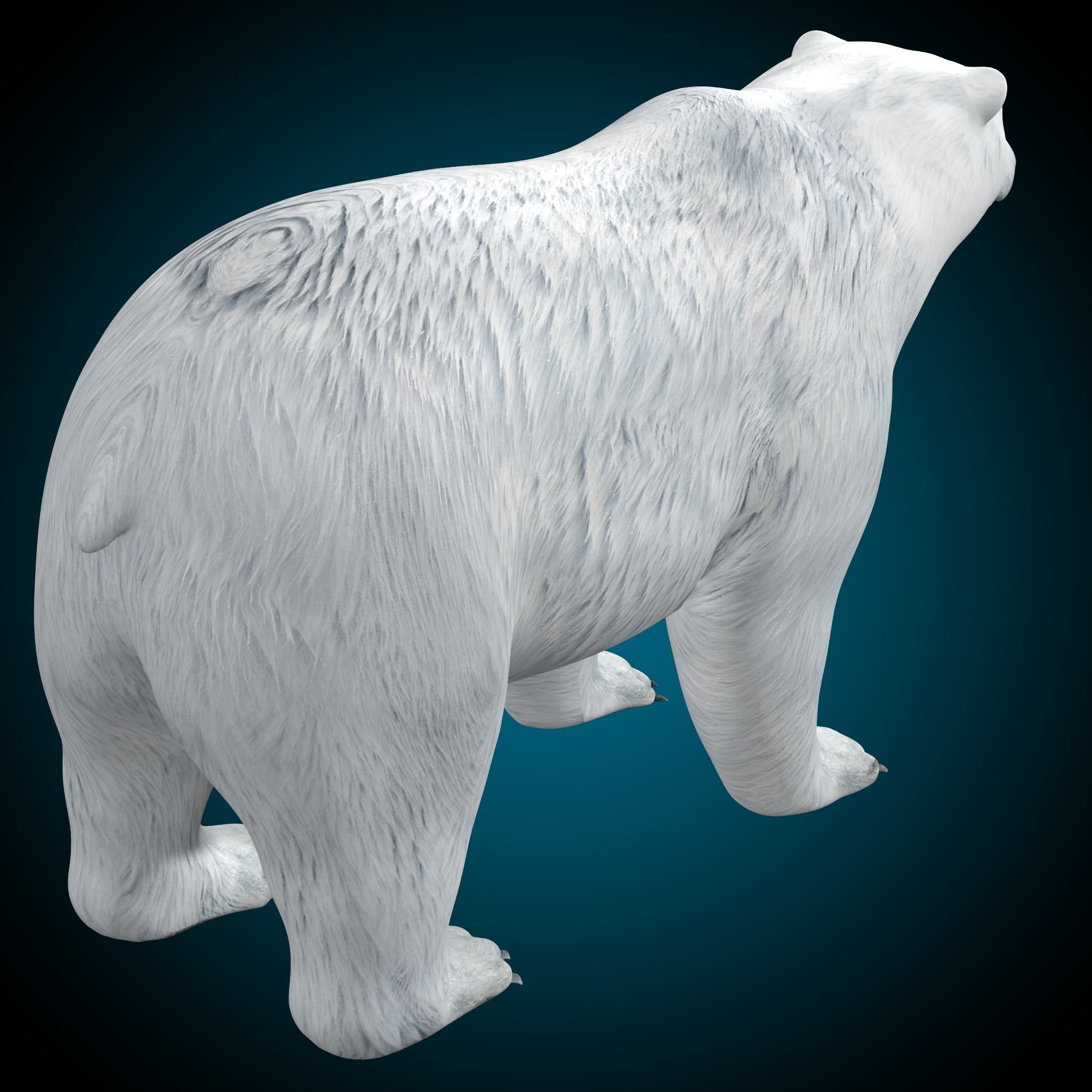 Polar Bear 3D model_4