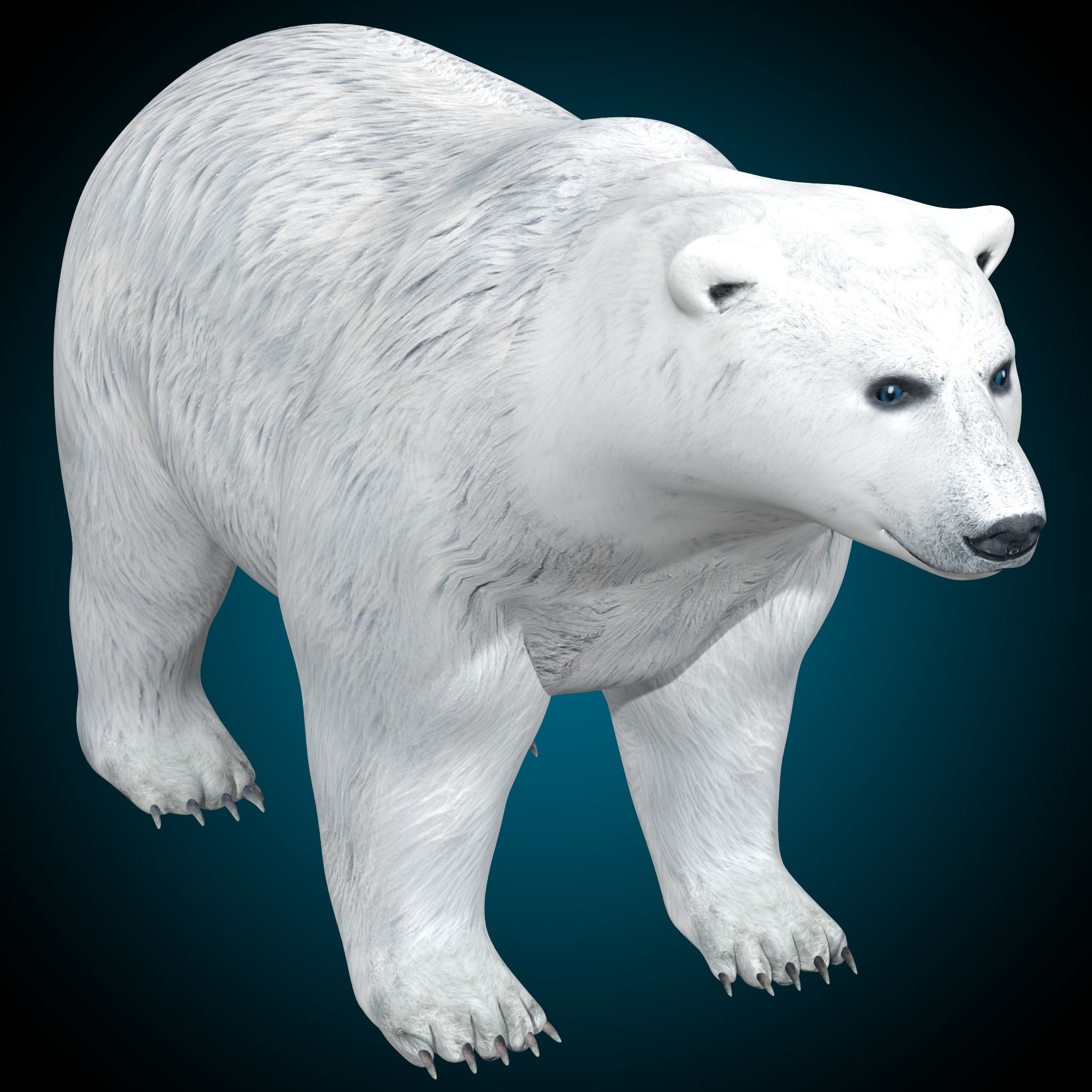 Polar Bear 3D model_22