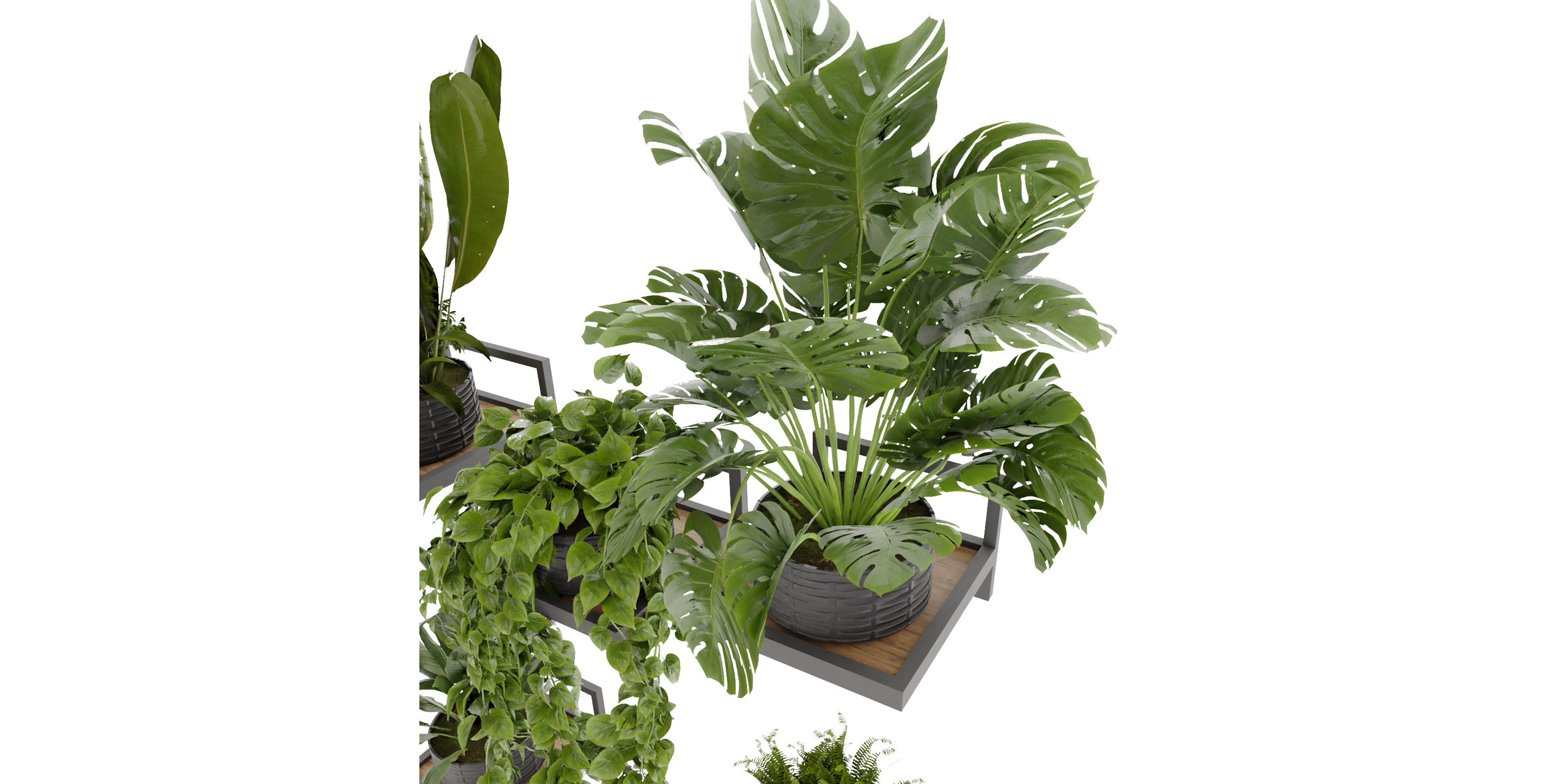 Collection plant vol 490 - hanging- palm - blender model 3D model_1