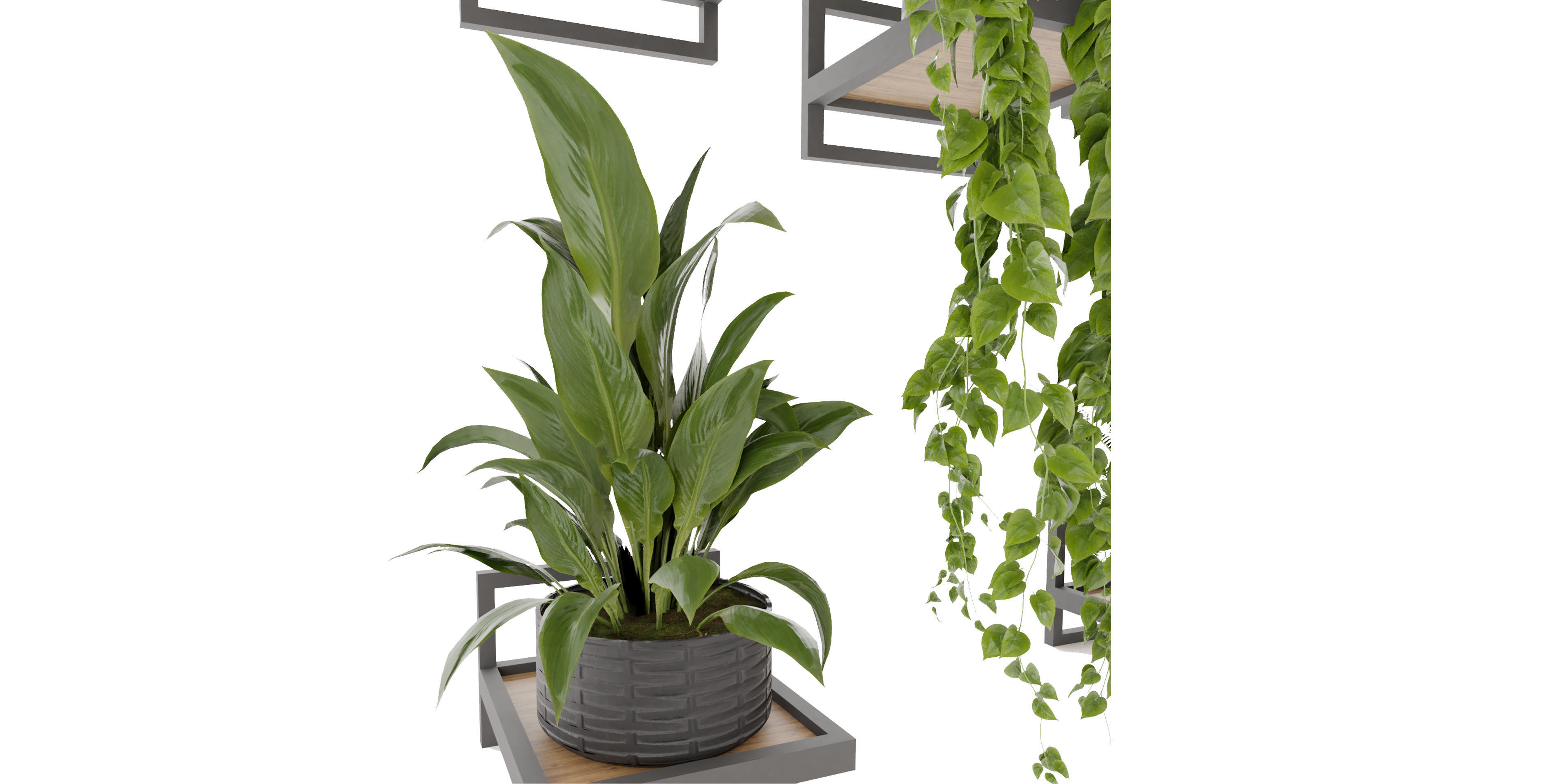 Collection plant vol 490 - hanging- palm - blender model 3D model_3