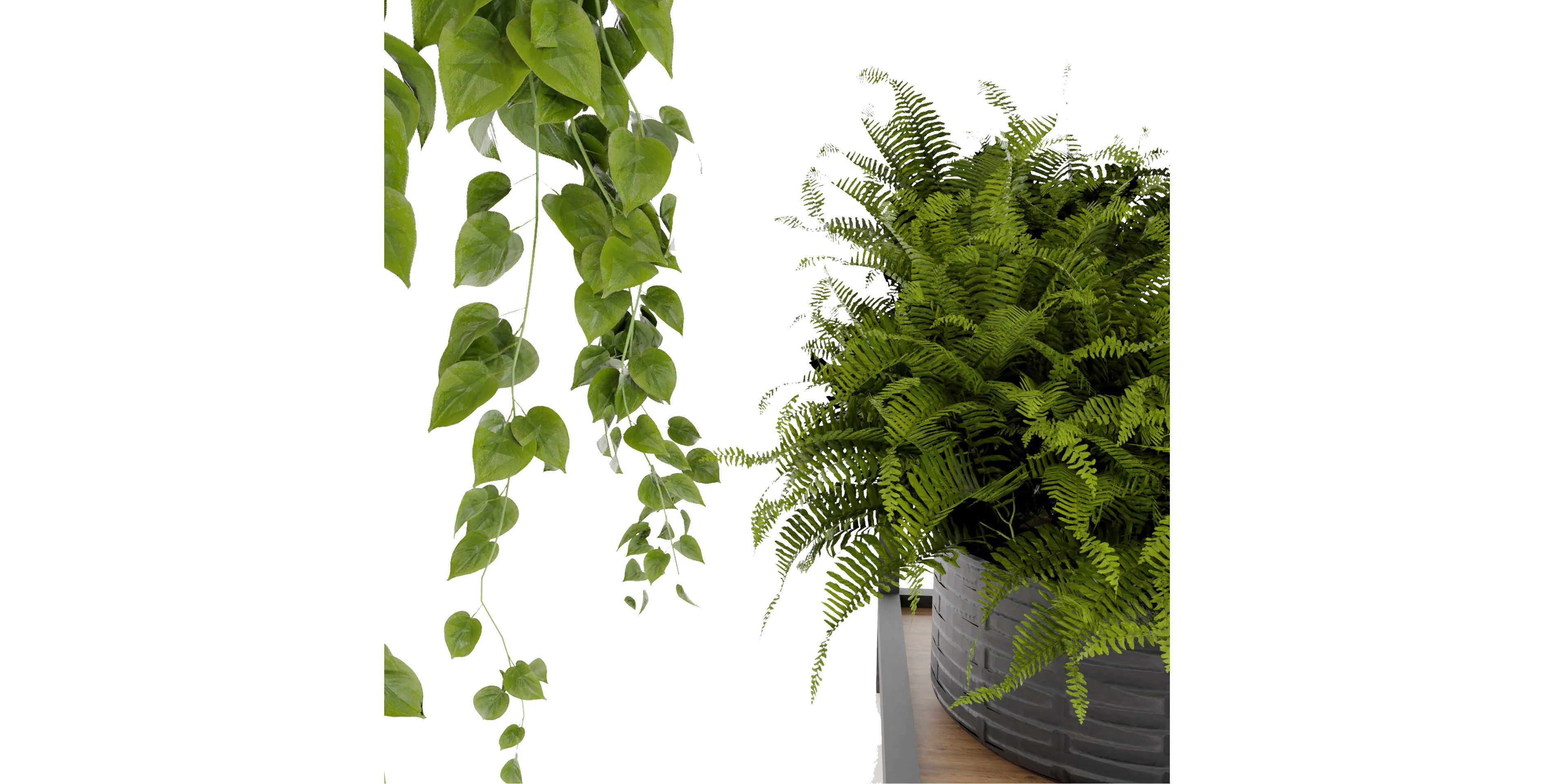 Collection plant vol 490 - hanging- palm - blender model 3D model_4