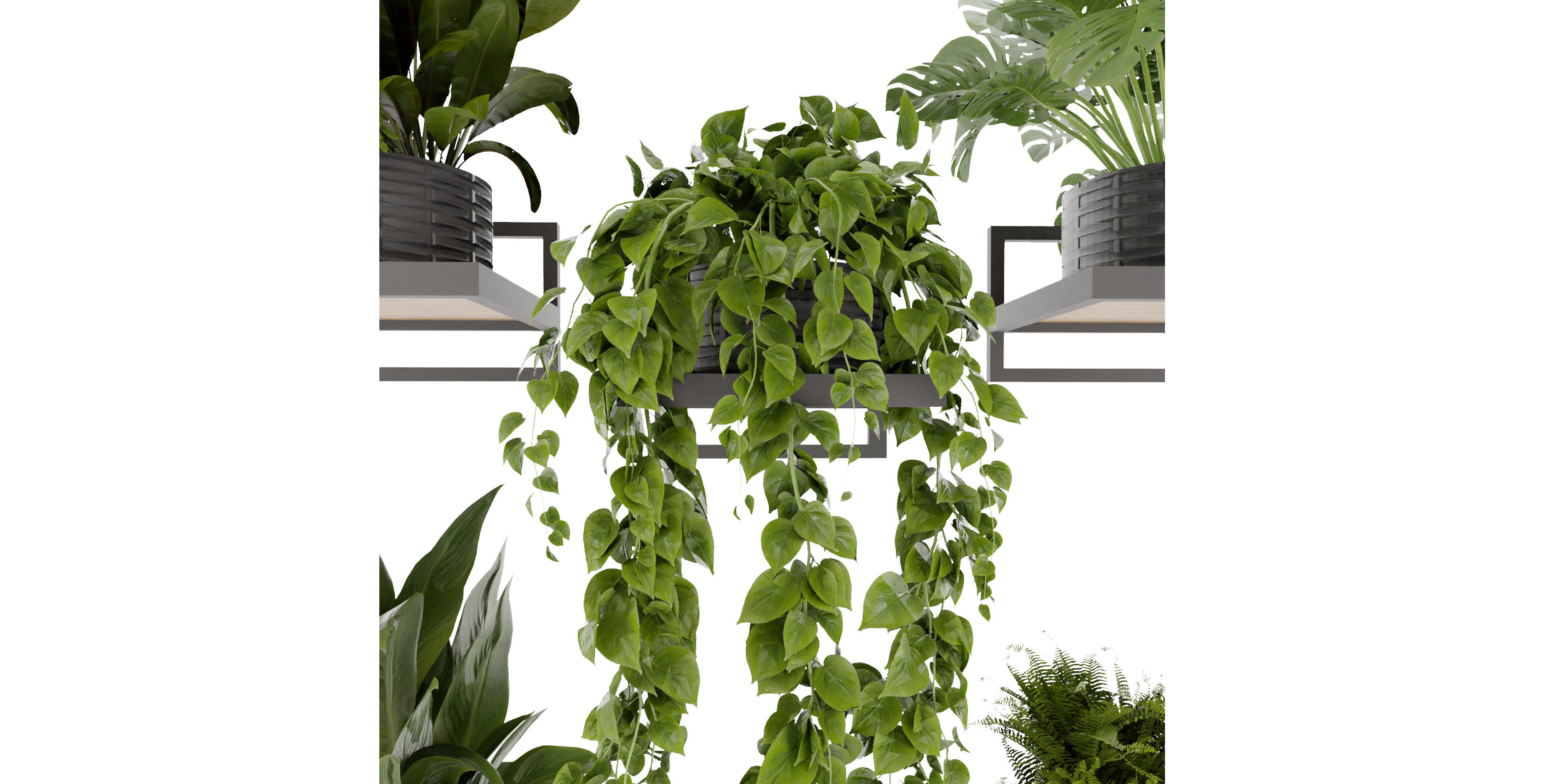 Collection plant vol 490 - hanging- palm - blender model 3D model_2