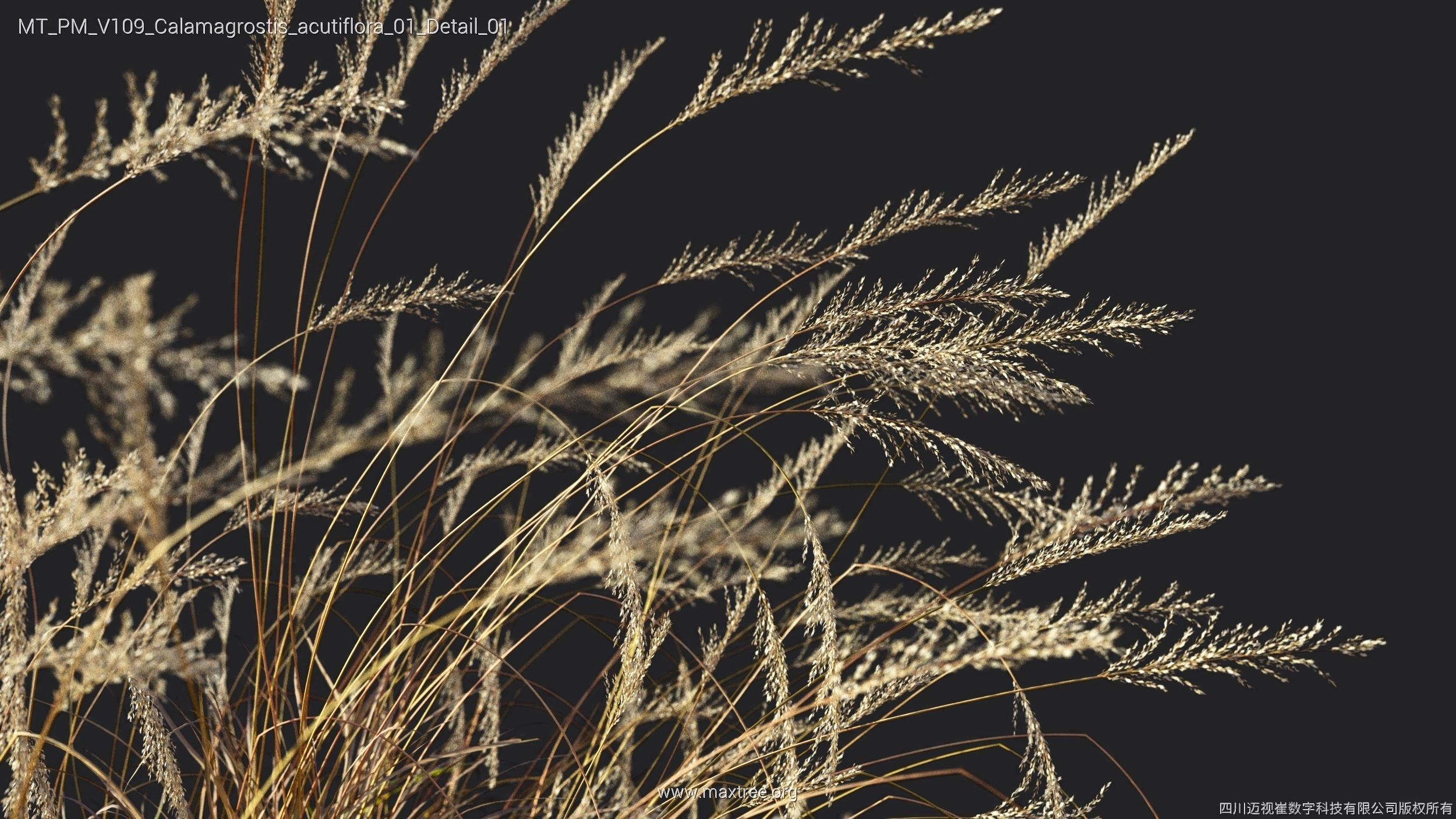 Maxtree Plant Models Vol 109 - Mesh 3D model_12