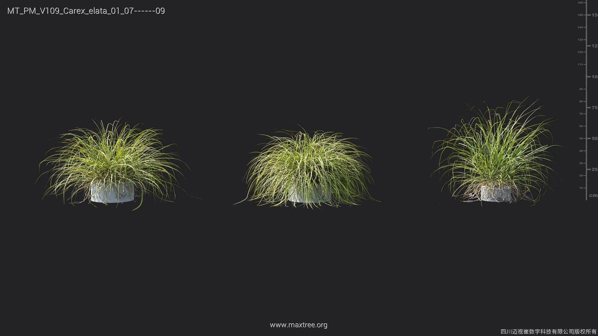 Maxtree Plant Models Vol 109 - Mesh 3D model_19