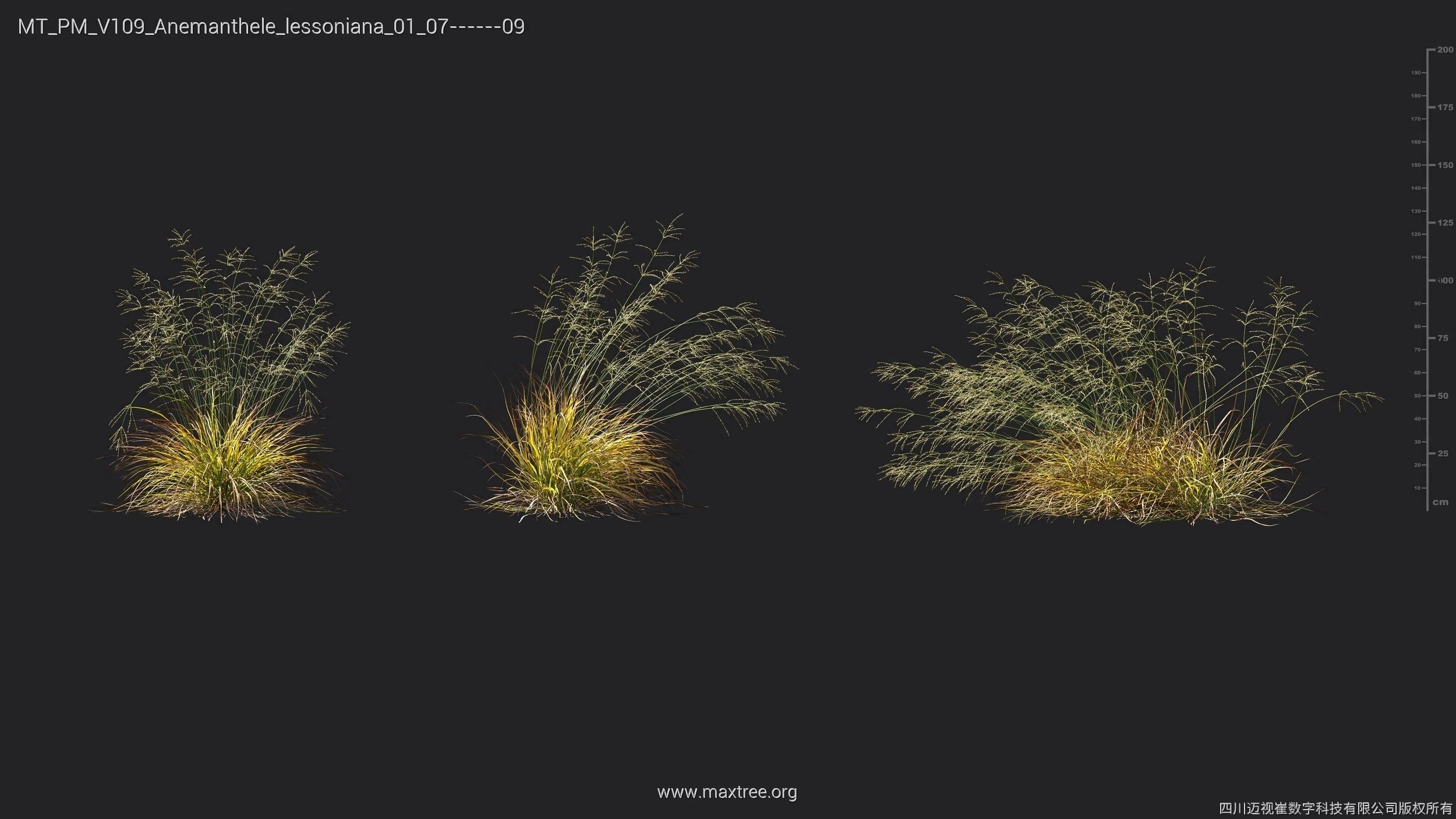 Maxtree Plant Models Vol 109 - Mesh 3D model_7