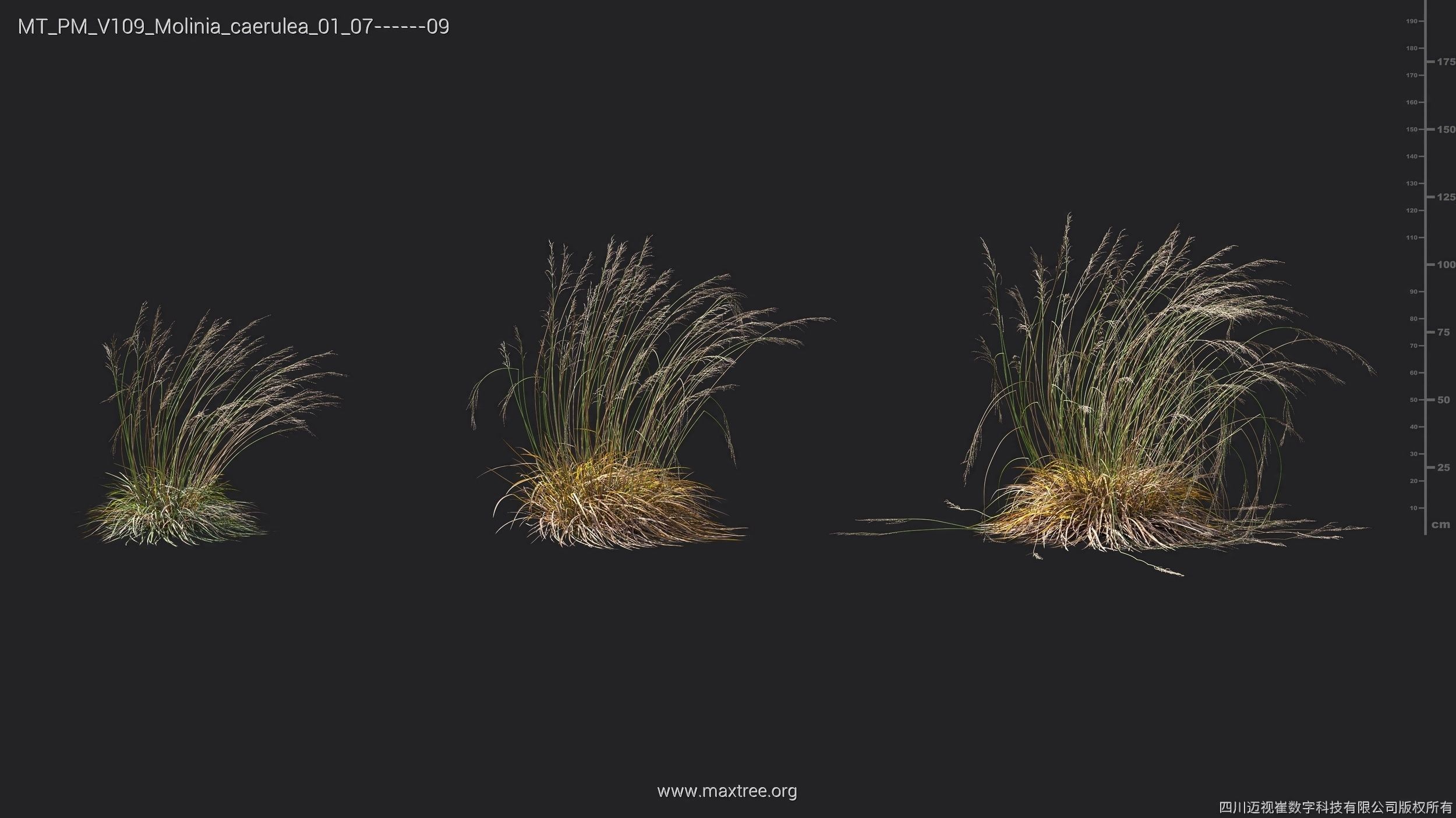 Maxtree Plant Models Vol 109 - Mesh 3D model_48