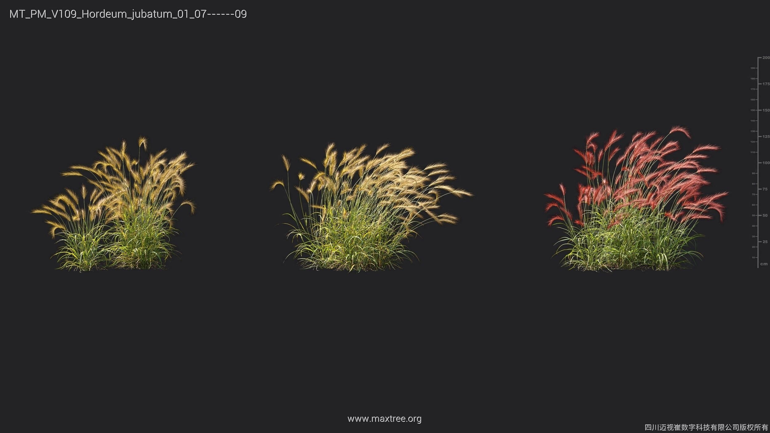 Maxtree Plant Models Vol 109 - Mesh 3D model_38