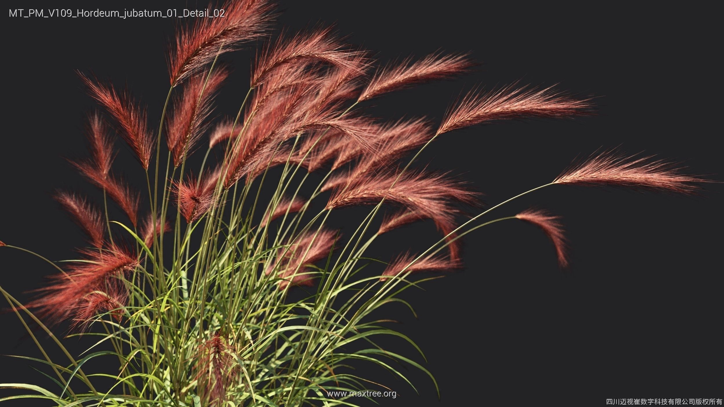 Maxtree Plant Models Vol 109 - Mesh 3D model_40