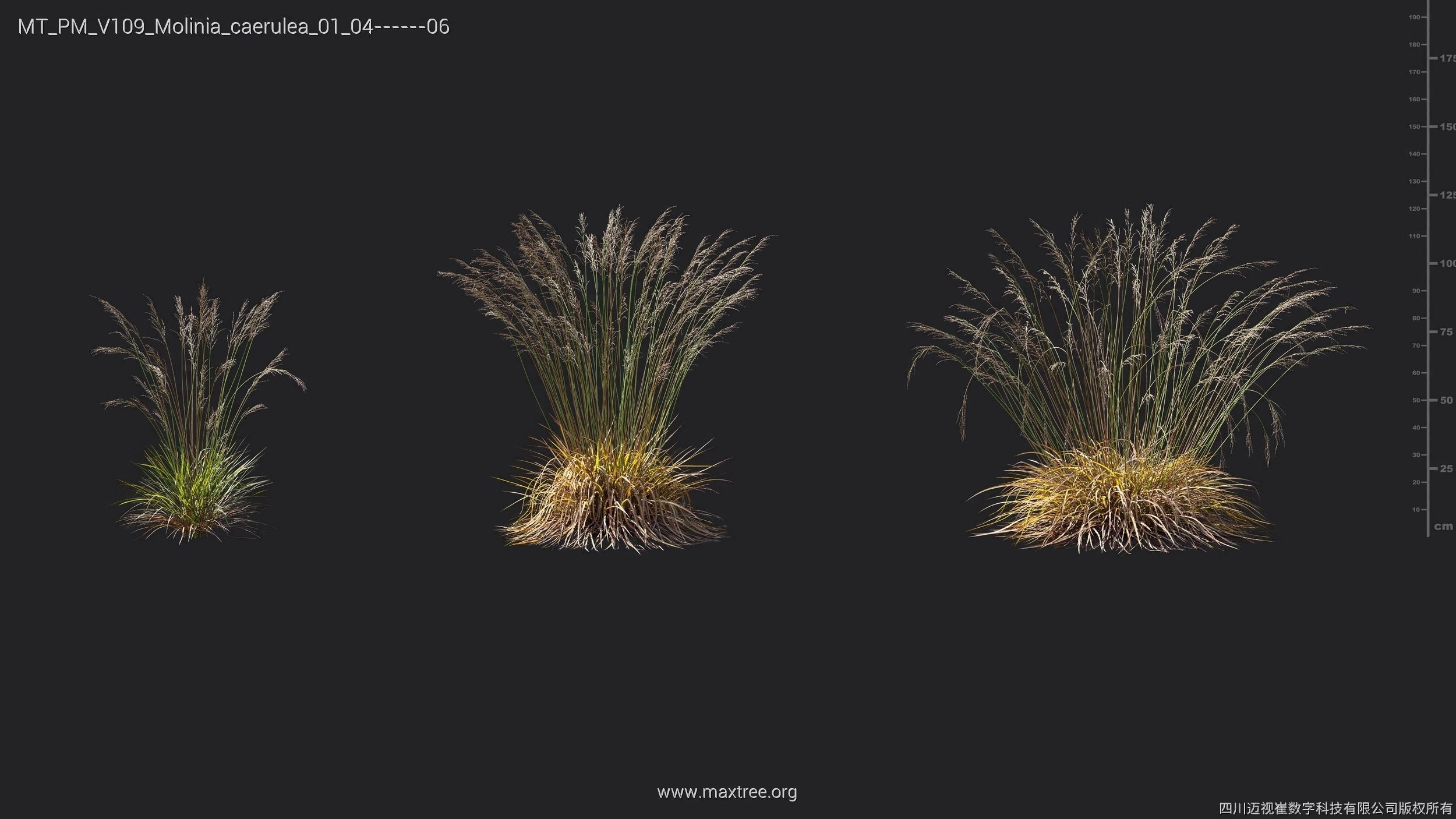 Maxtree Plant Models Vol 109 - Mesh 3D model_47