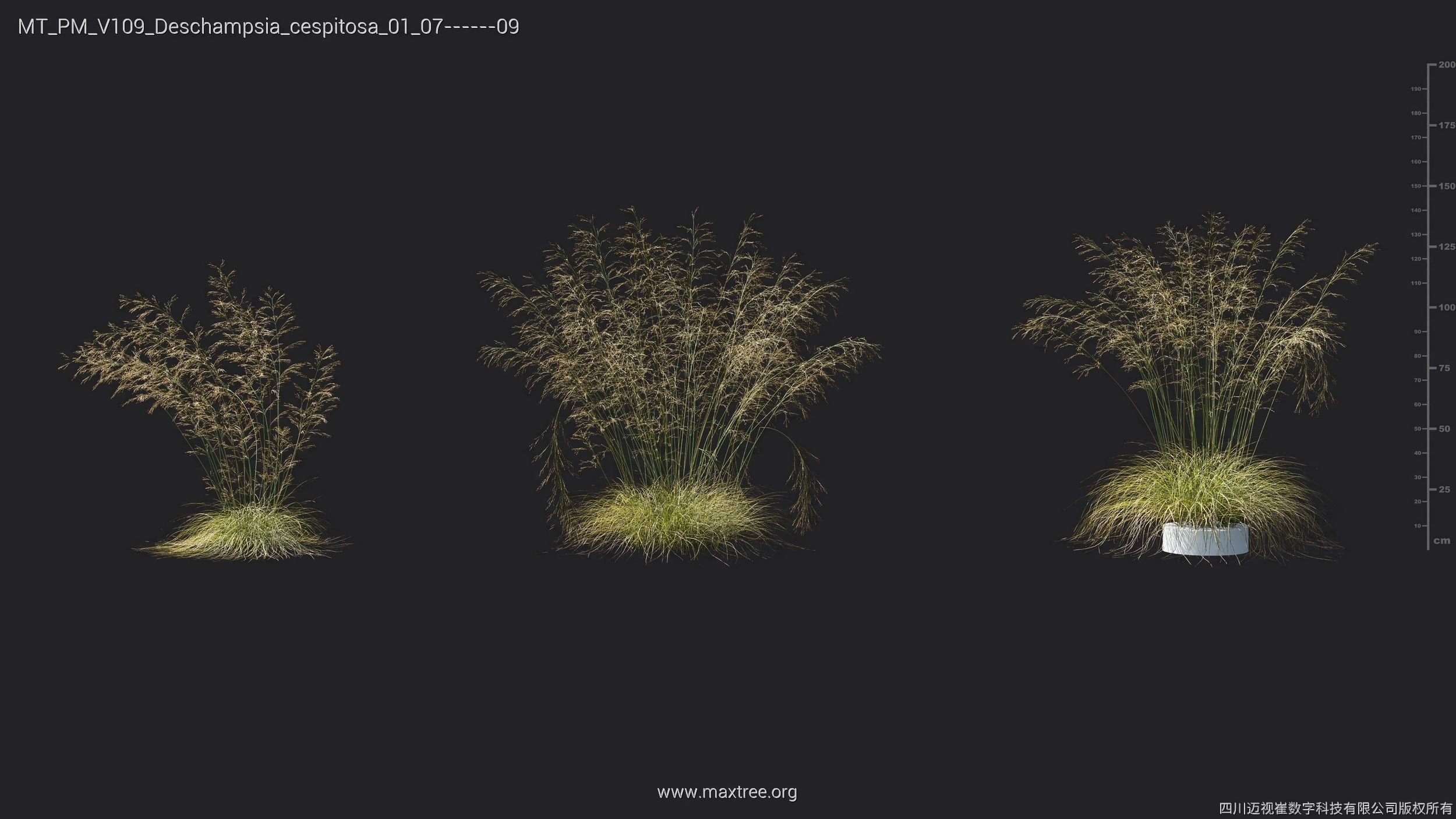 Maxtree Plant Models Vol 109 - Mesh 3D model_30