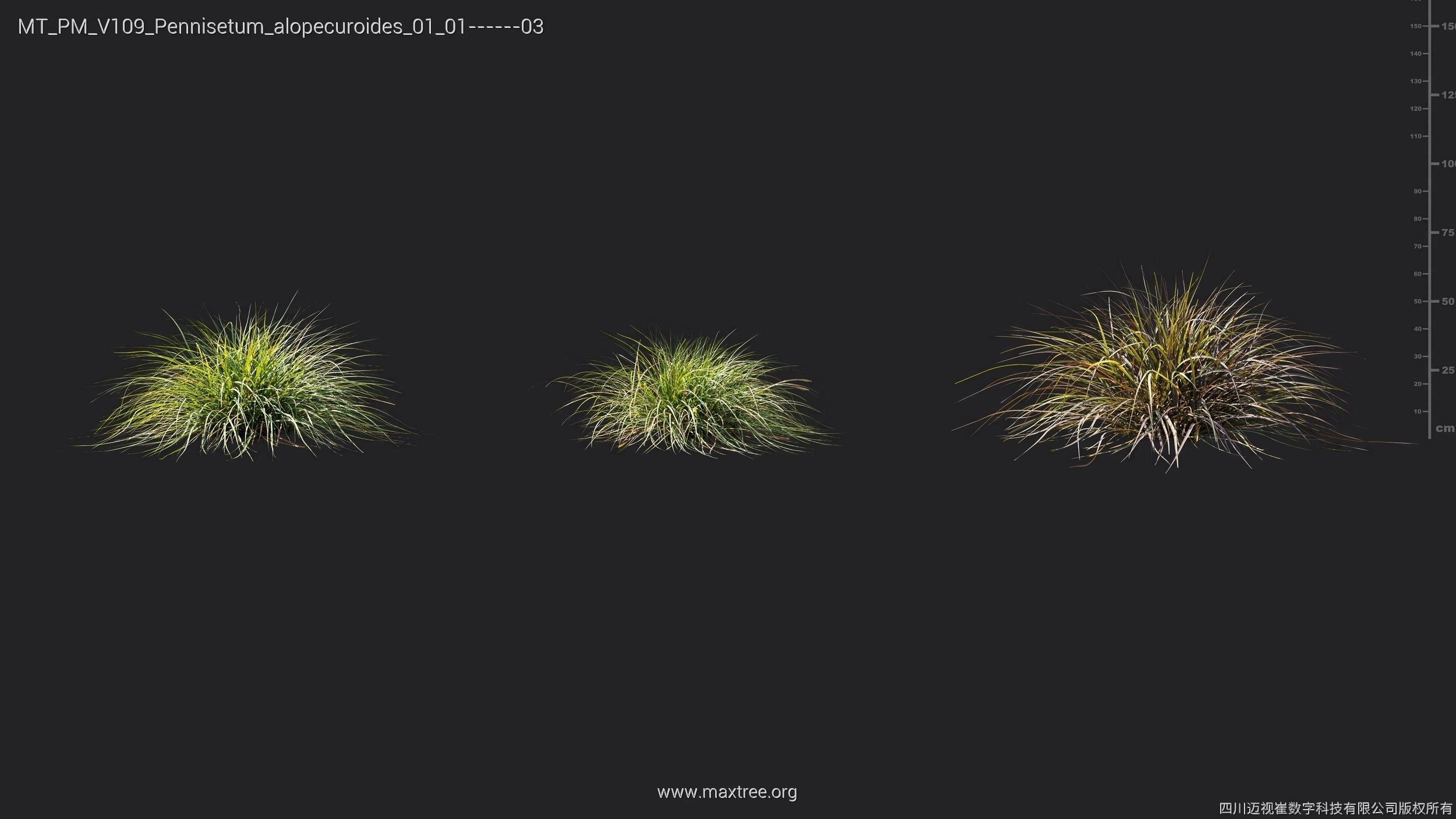 Maxtree Plant Models Vol 109 - Mesh 3D model_50