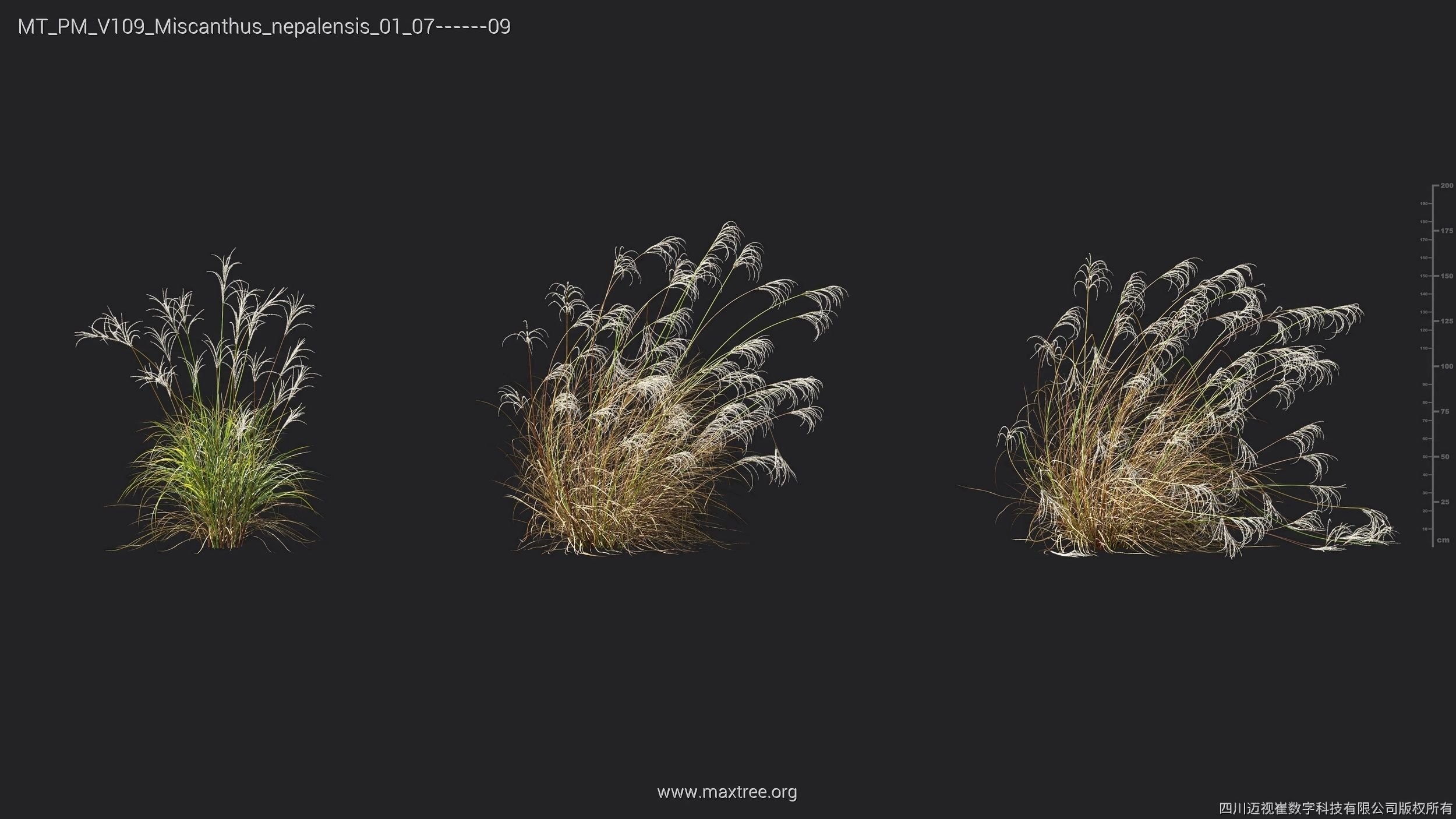 Maxtree Plant Models Vol 109 - Mesh 3D model_43