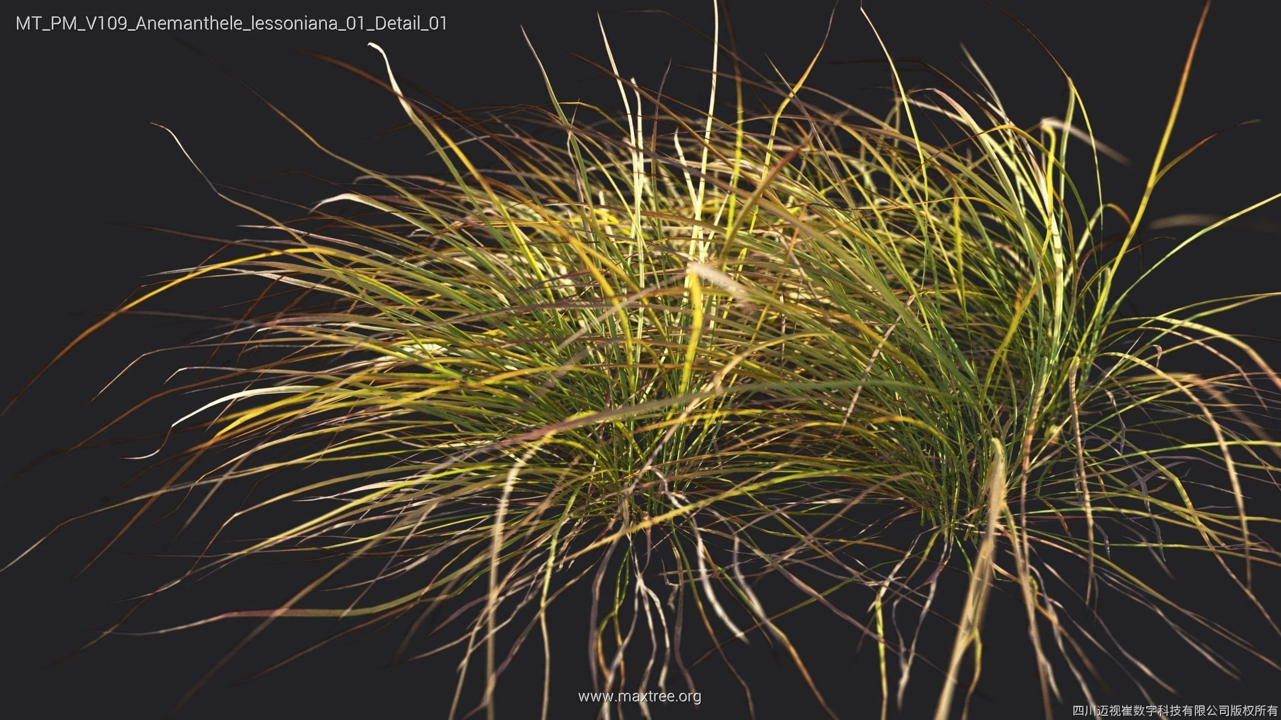 Maxtree Plant Models Vol 109 - Mesh 3D model_8