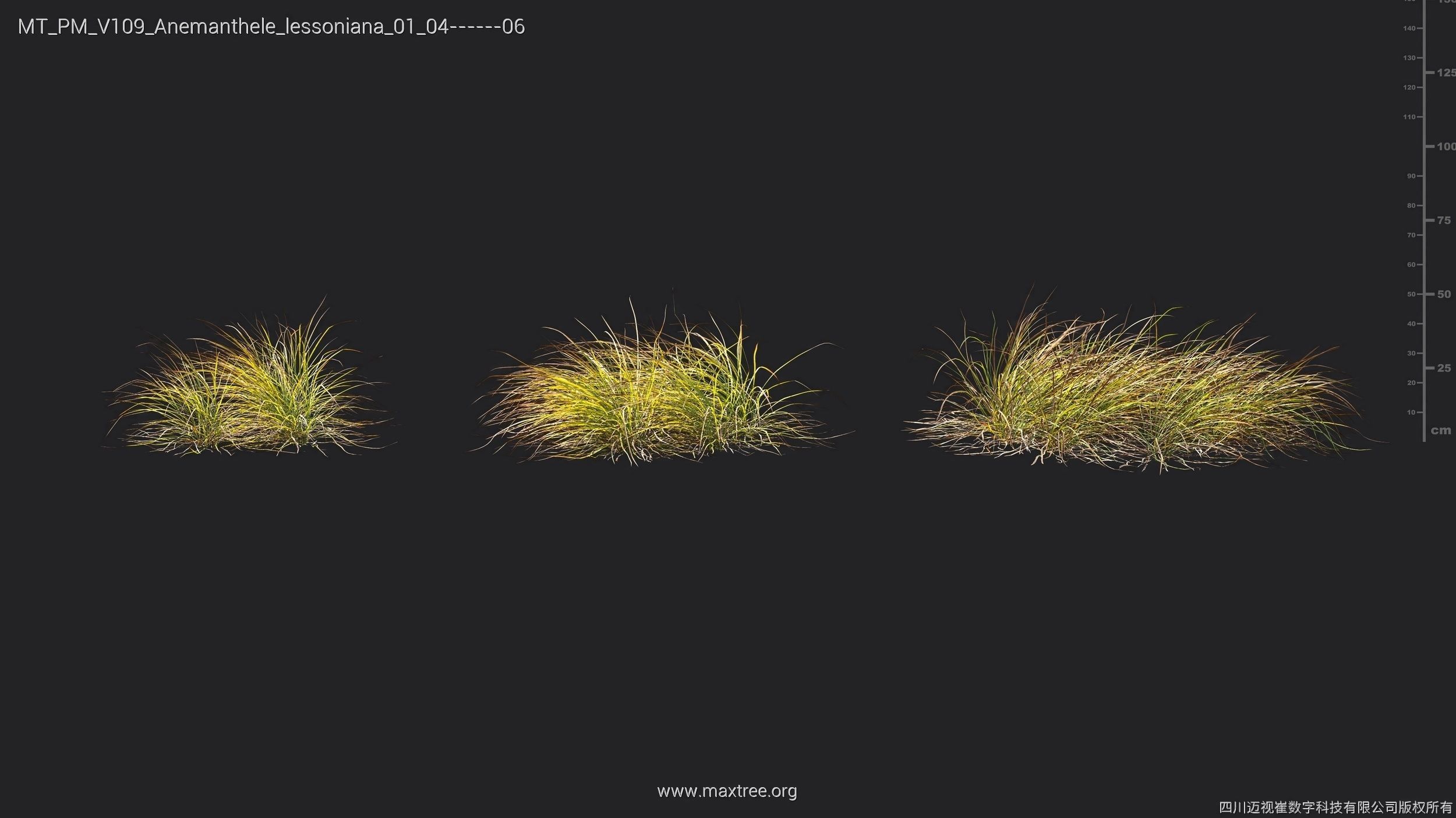 Maxtree Plant Models Vol 109 - Mesh 3D model_6