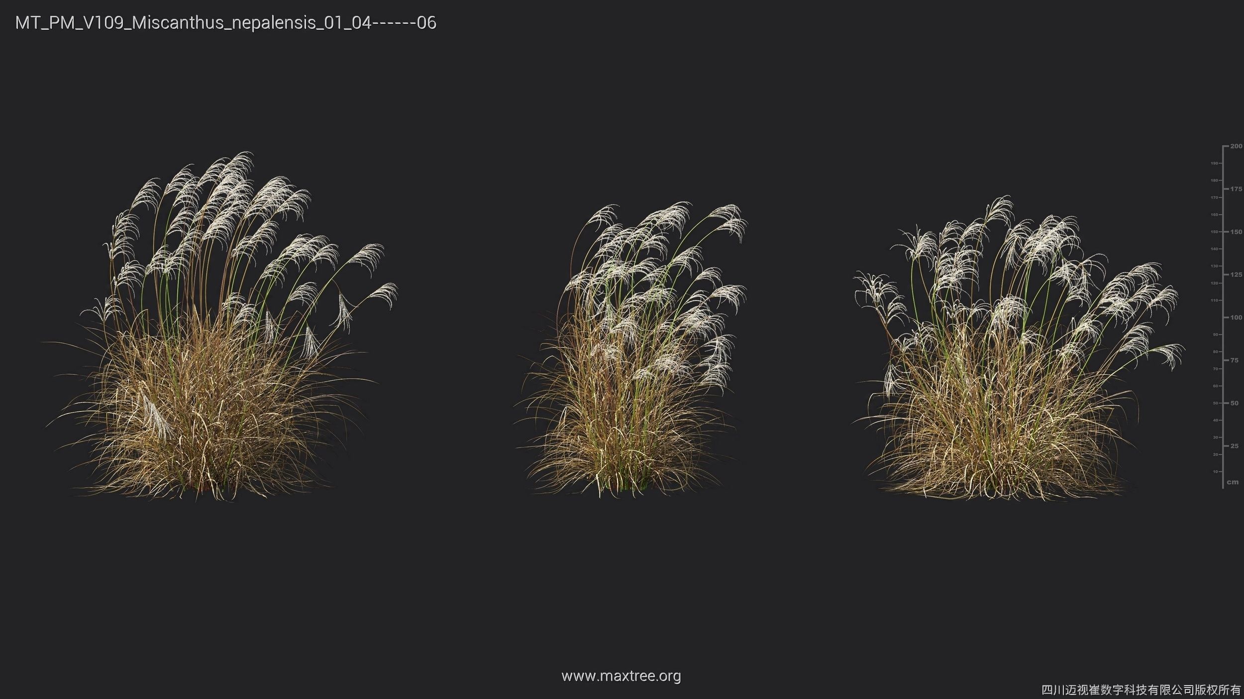 Maxtree Plant Models Vol 109 - Mesh 3D model_42