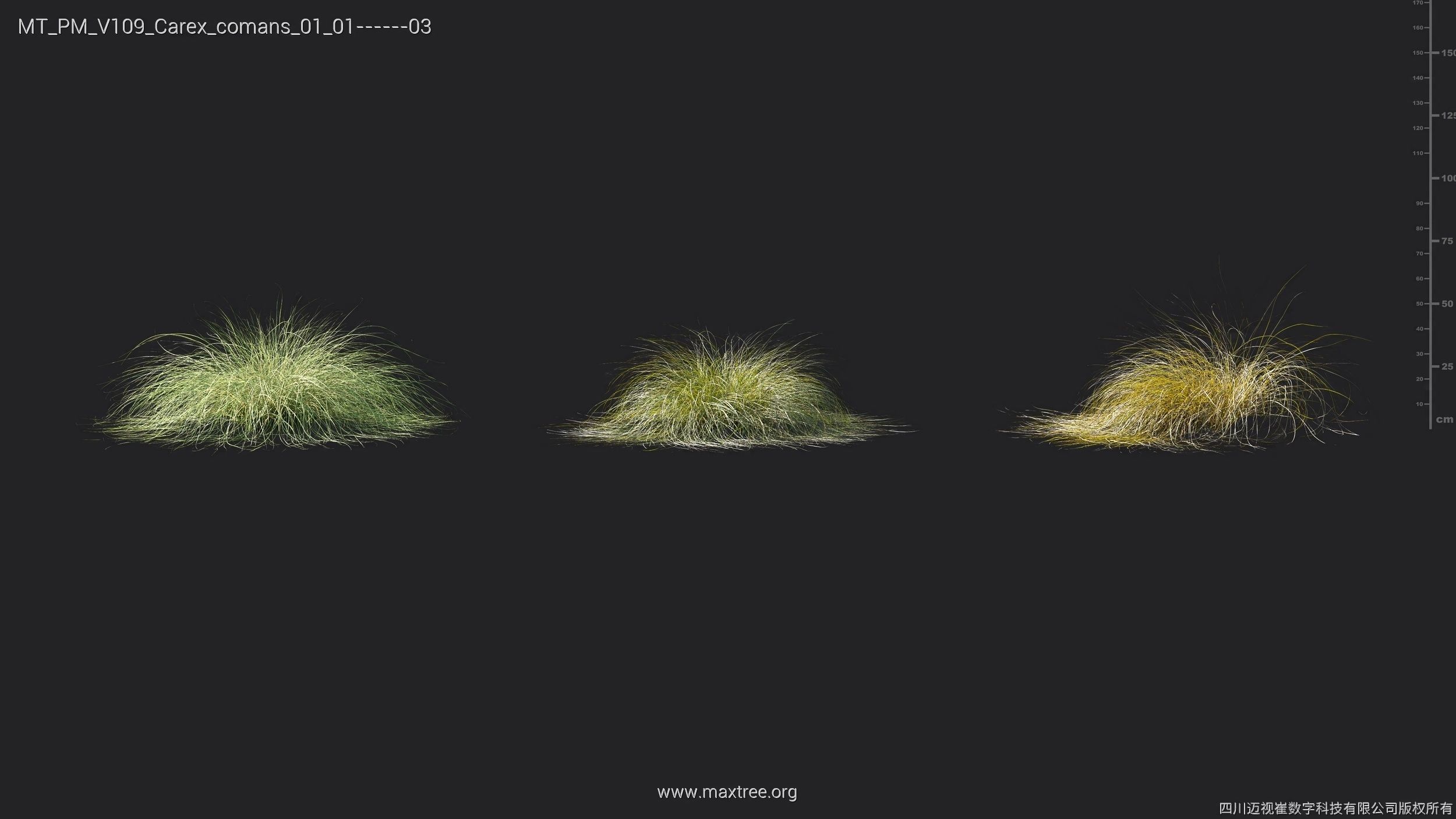 Maxtree Plant Models Vol 109 - Mesh 3D model_13