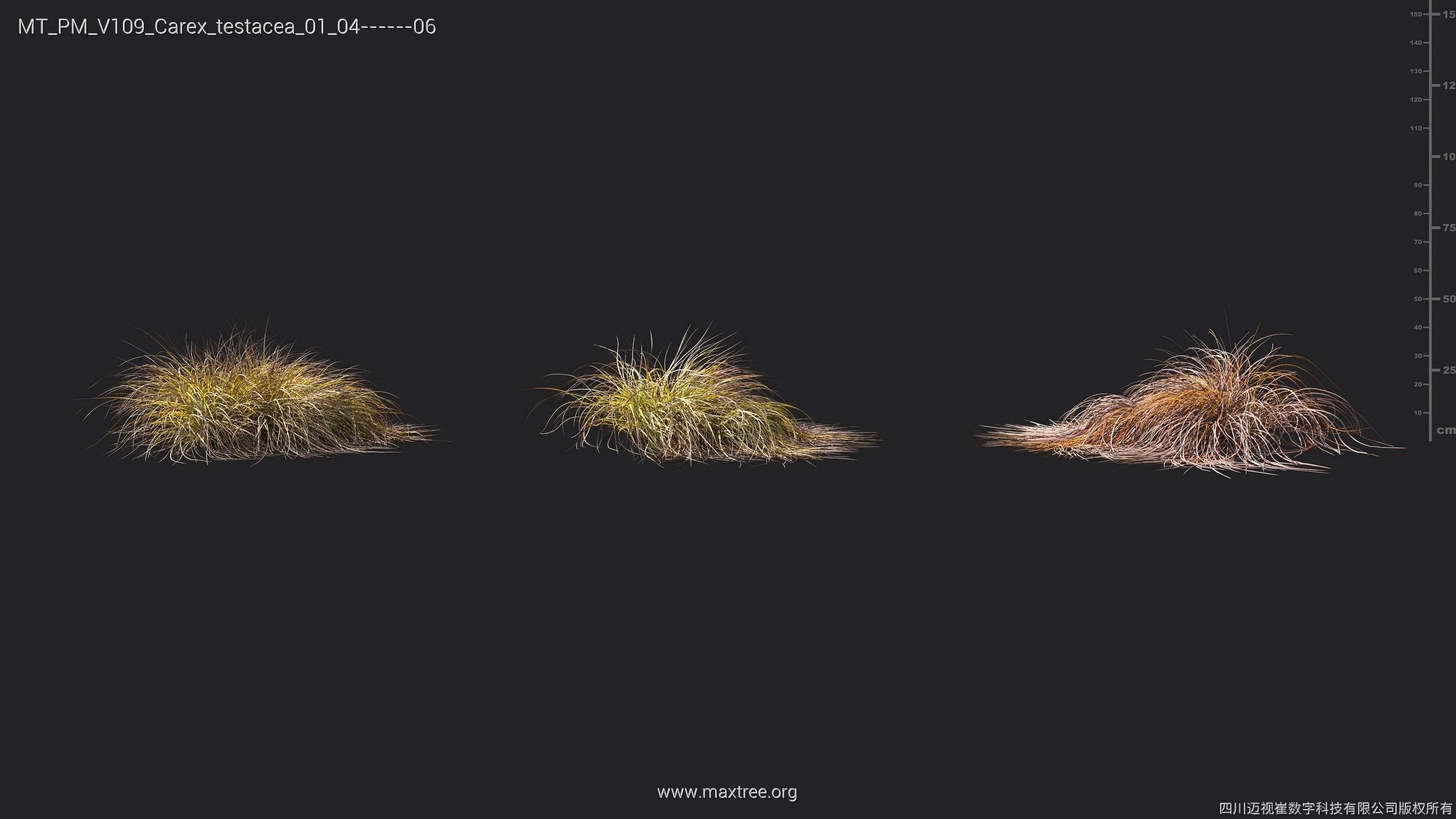 Maxtree Plant Models Vol 109 - Mesh 3D model_22