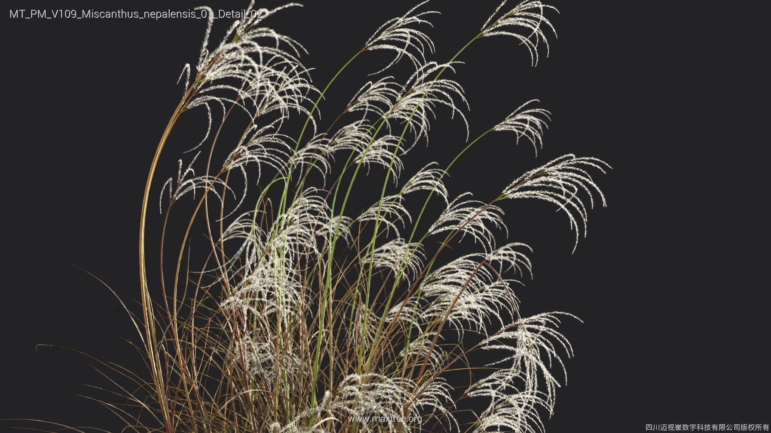 Maxtree Plant Models Vol 109 - Mesh 3D model_45