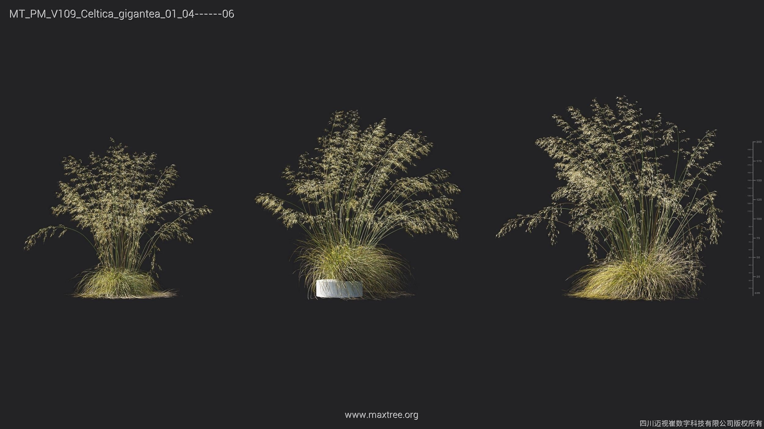 Maxtree Plant Models Vol 109 - Mesh 3D model_26