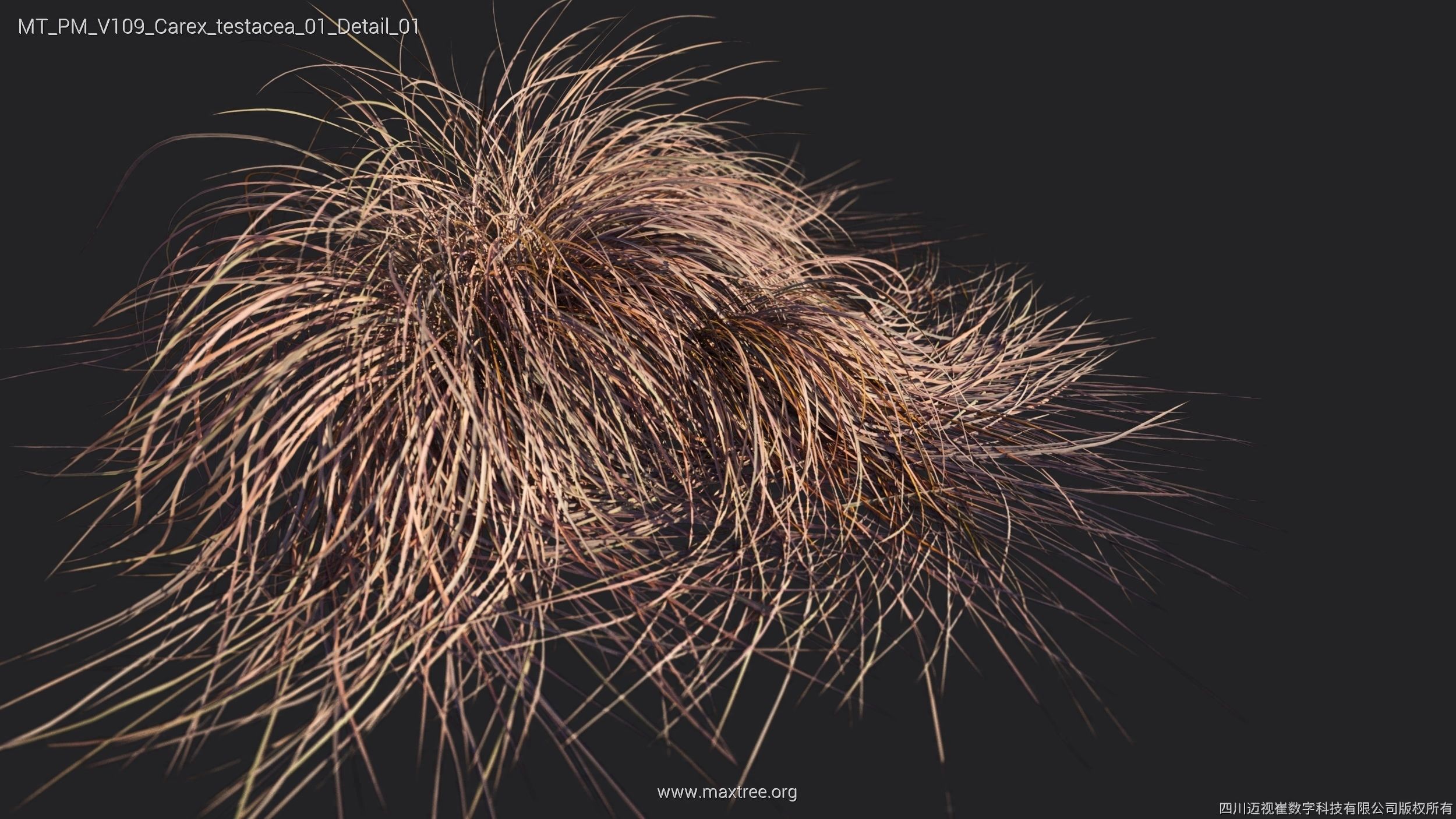 Maxtree Plant Models Vol 109 - Mesh 3D model_24