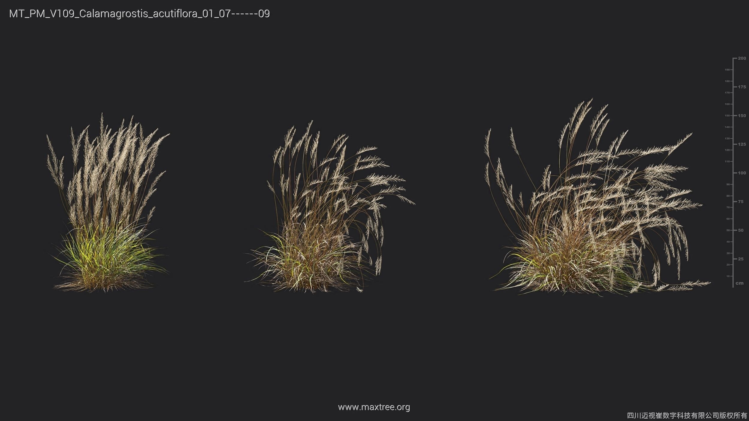 Maxtree Plant Models Vol 109 - Mesh 3D model_11