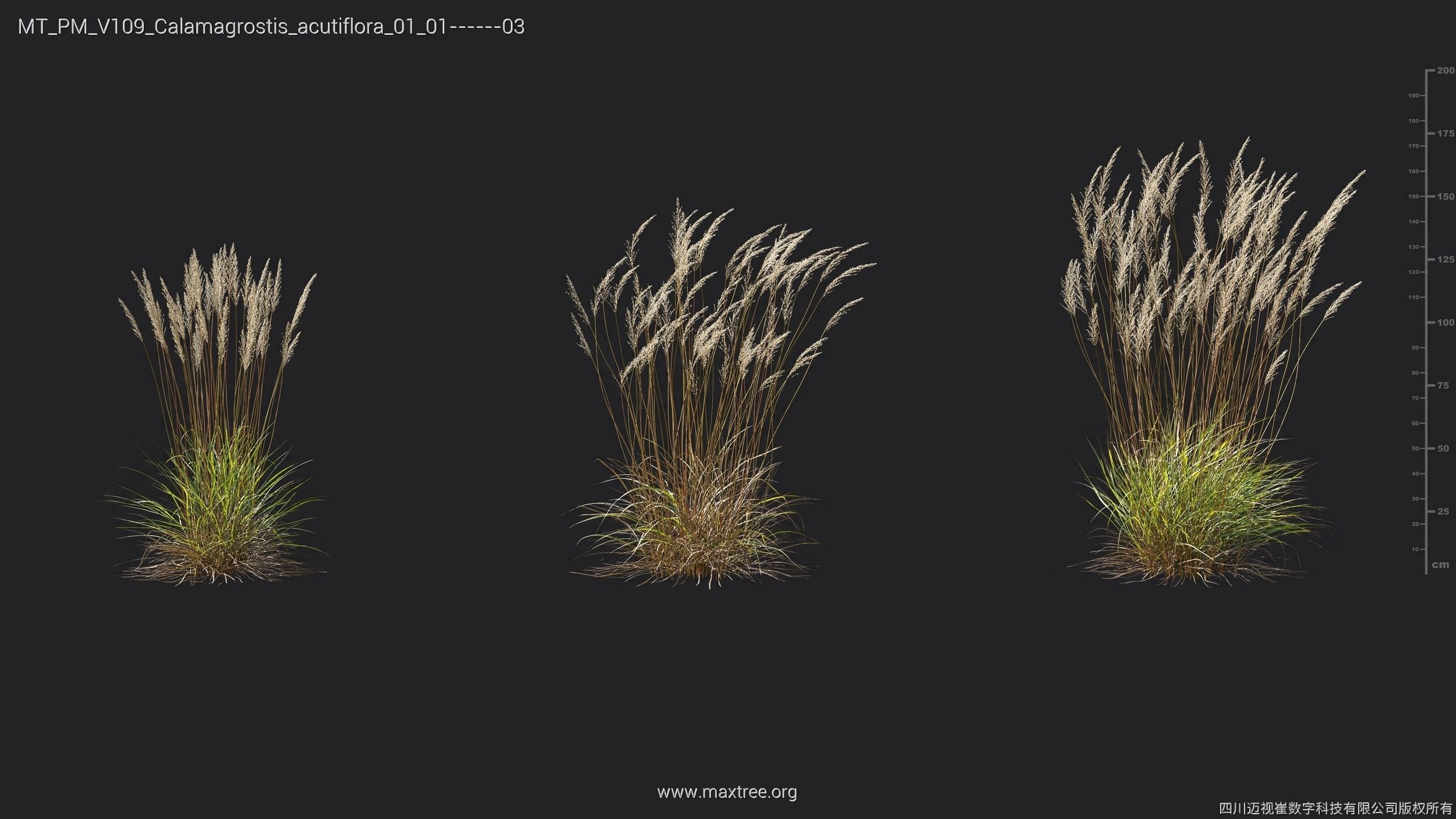 Maxtree Plant Models Vol 109 - Mesh 3D model_9