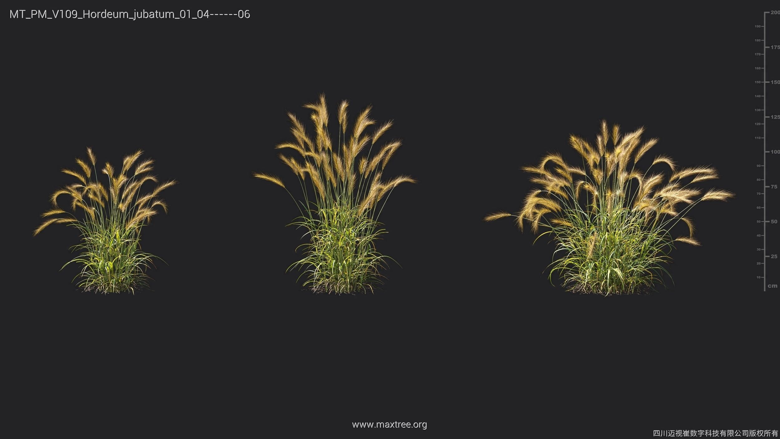 Maxtree Plant Models Vol 109 - Mesh 3D model_37