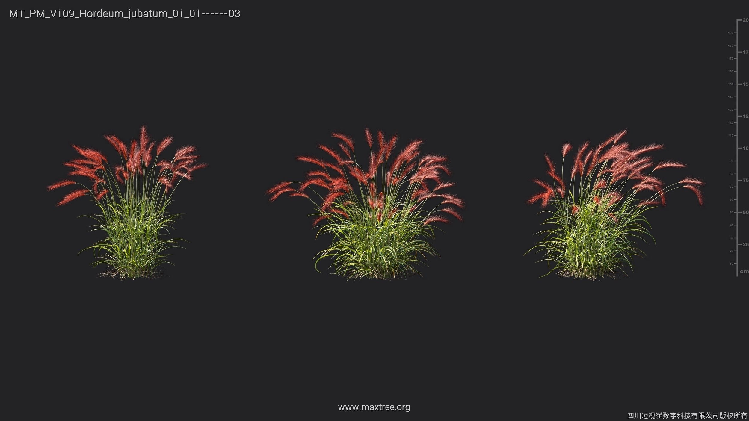 Maxtree Plant Models Vol 109 - Mesh 3D model_36