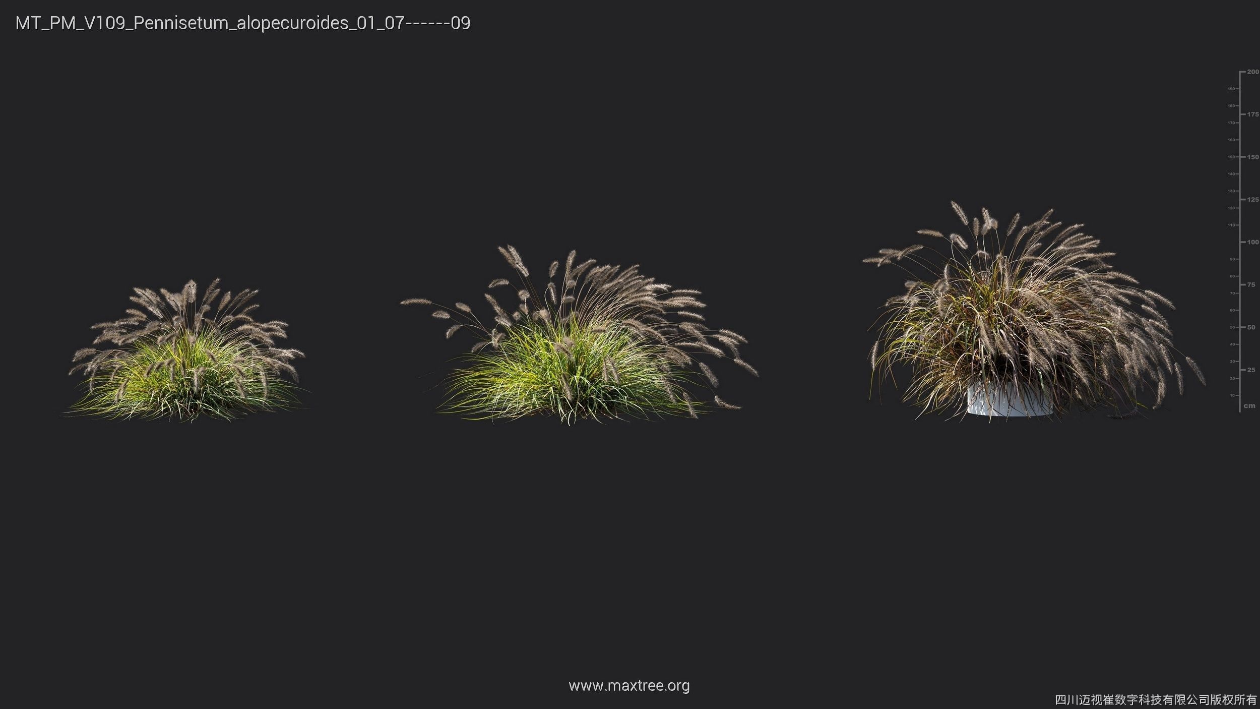 Maxtree Plant Models Vol 109 - Mesh 3D model_52