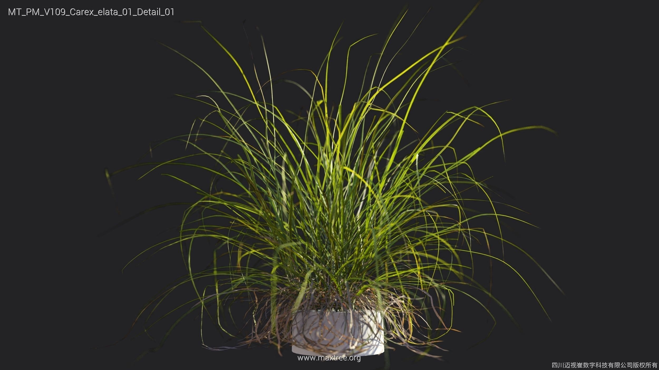 Maxtree Plant Models Vol 109 - Mesh 3D model_20