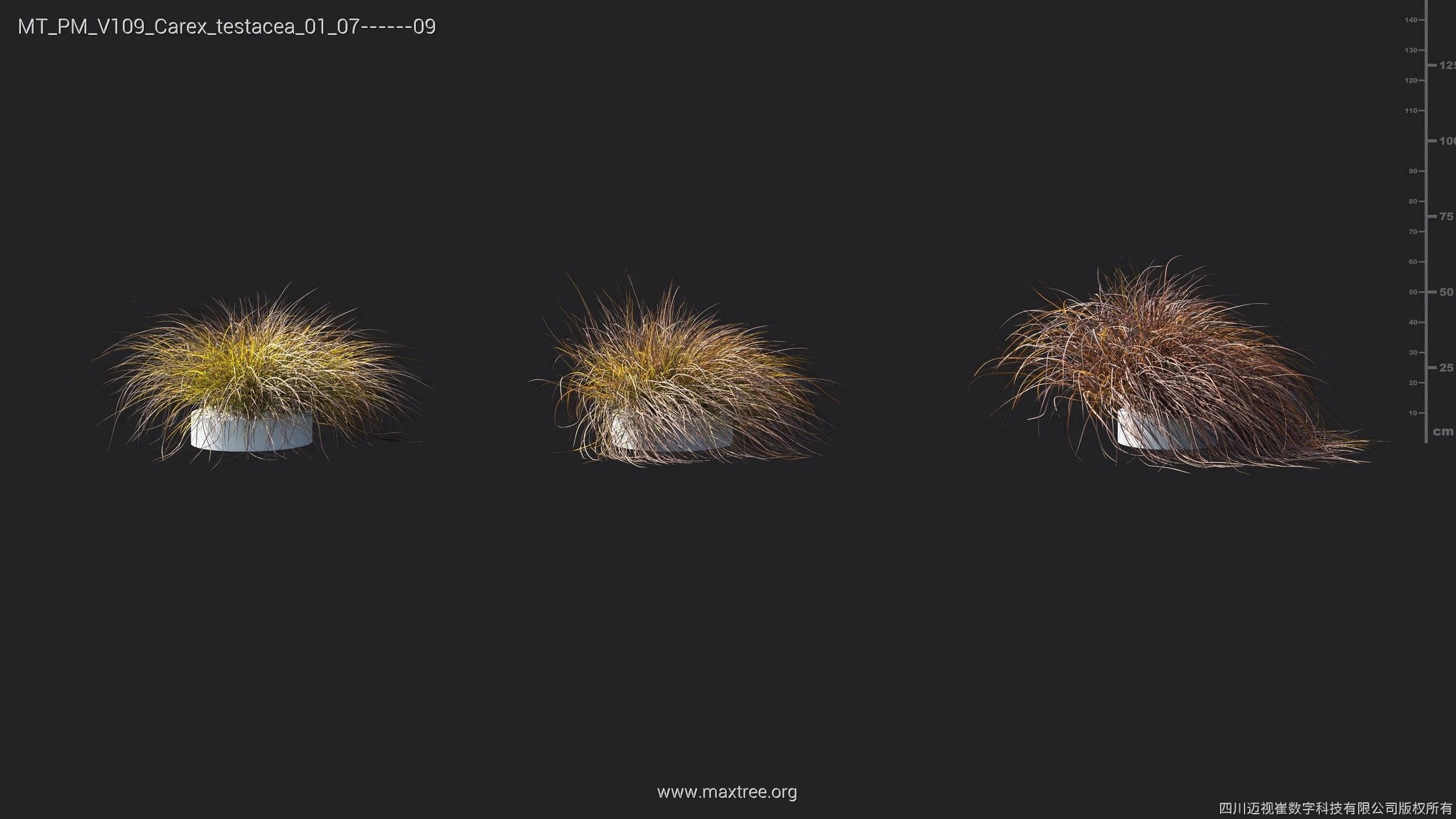 Maxtree Plant Models Vol 109 - Mesh 3D model_23