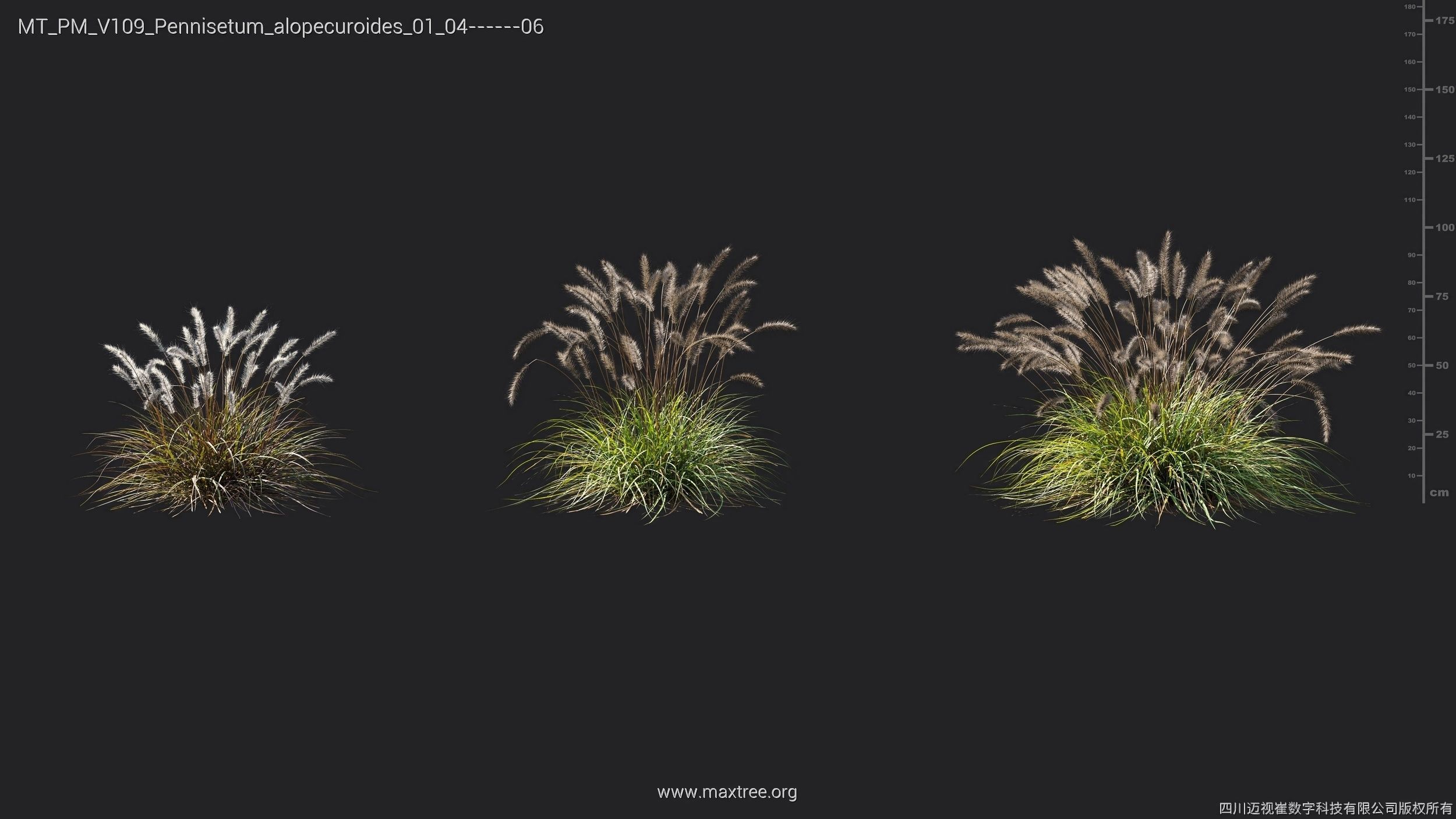 Maxtree Plant Models Vol 109 - Mesh 3D model_51