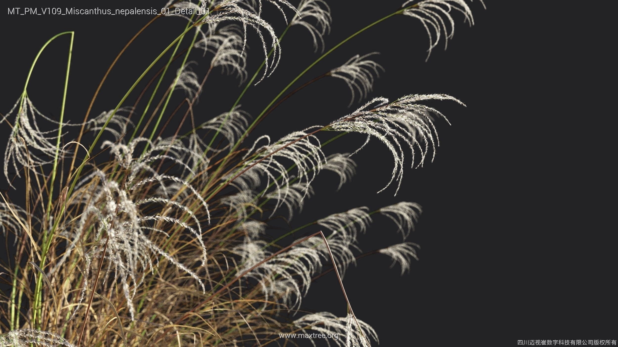 Maxtree Plant Models Vol 109 - Mesh 3D model_44