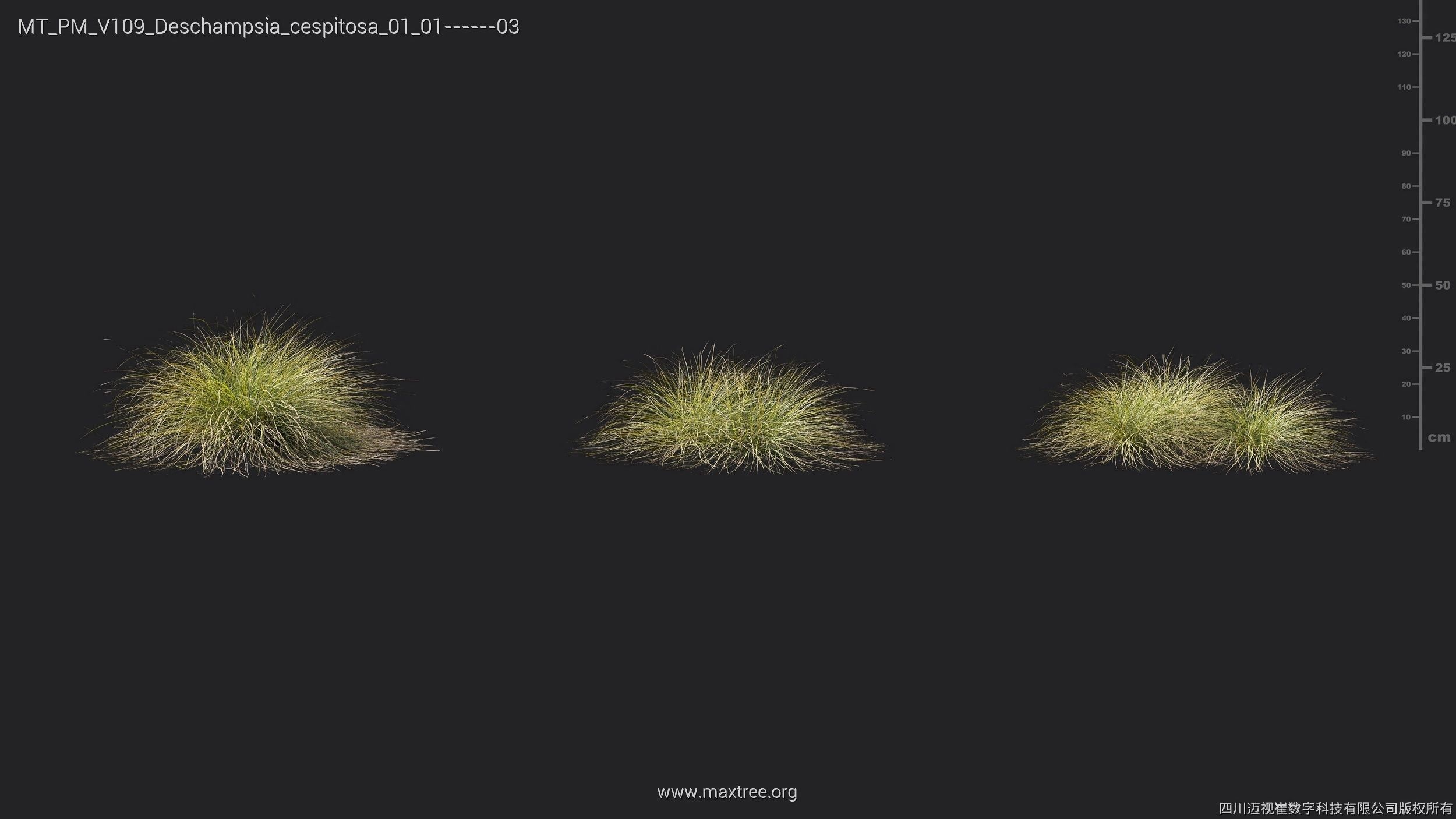 Maxtree Plant Models Vol 109 - Mesh 3D model_28