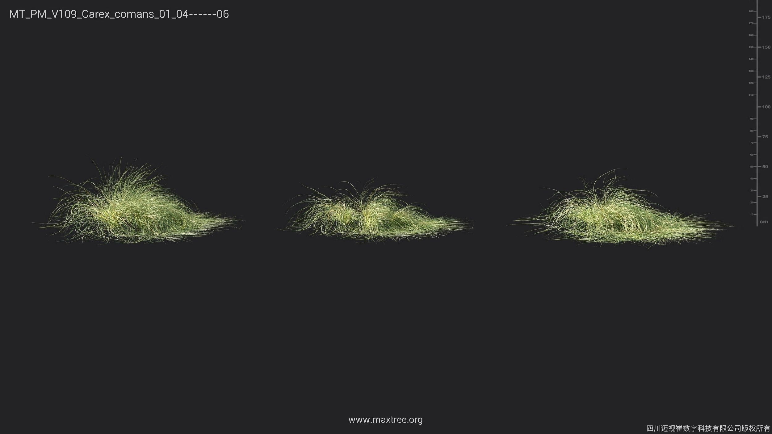 Maxtree Plant Models Vol 109 - Mesh 3D model_14