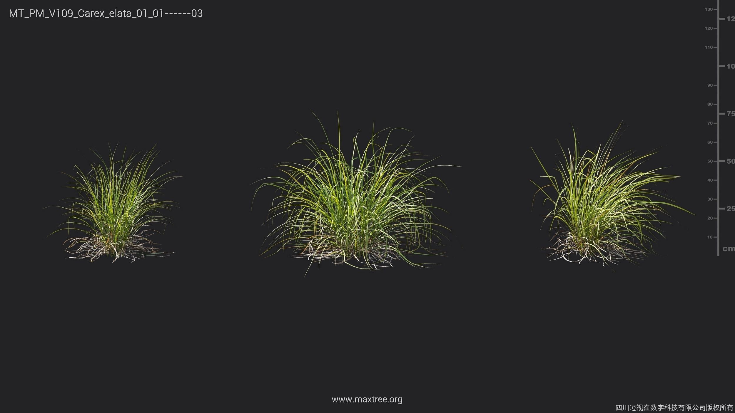 Maxtree Plant Models Vol 109 - Mesh 3D model_17