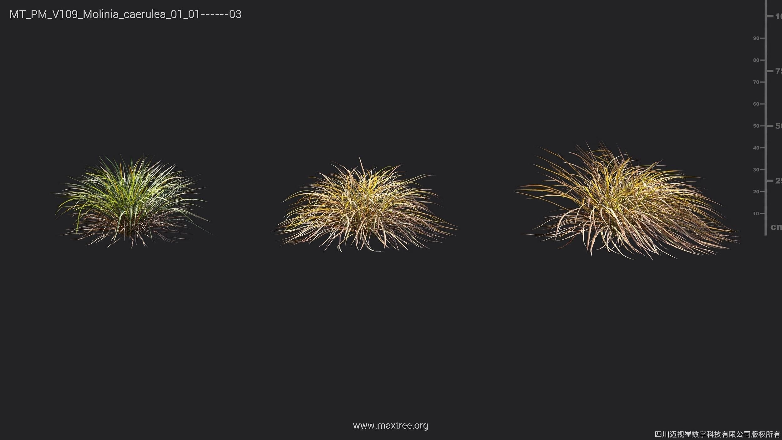 Maxtree Plant Models Vol 109 - Mesh 3D model_46