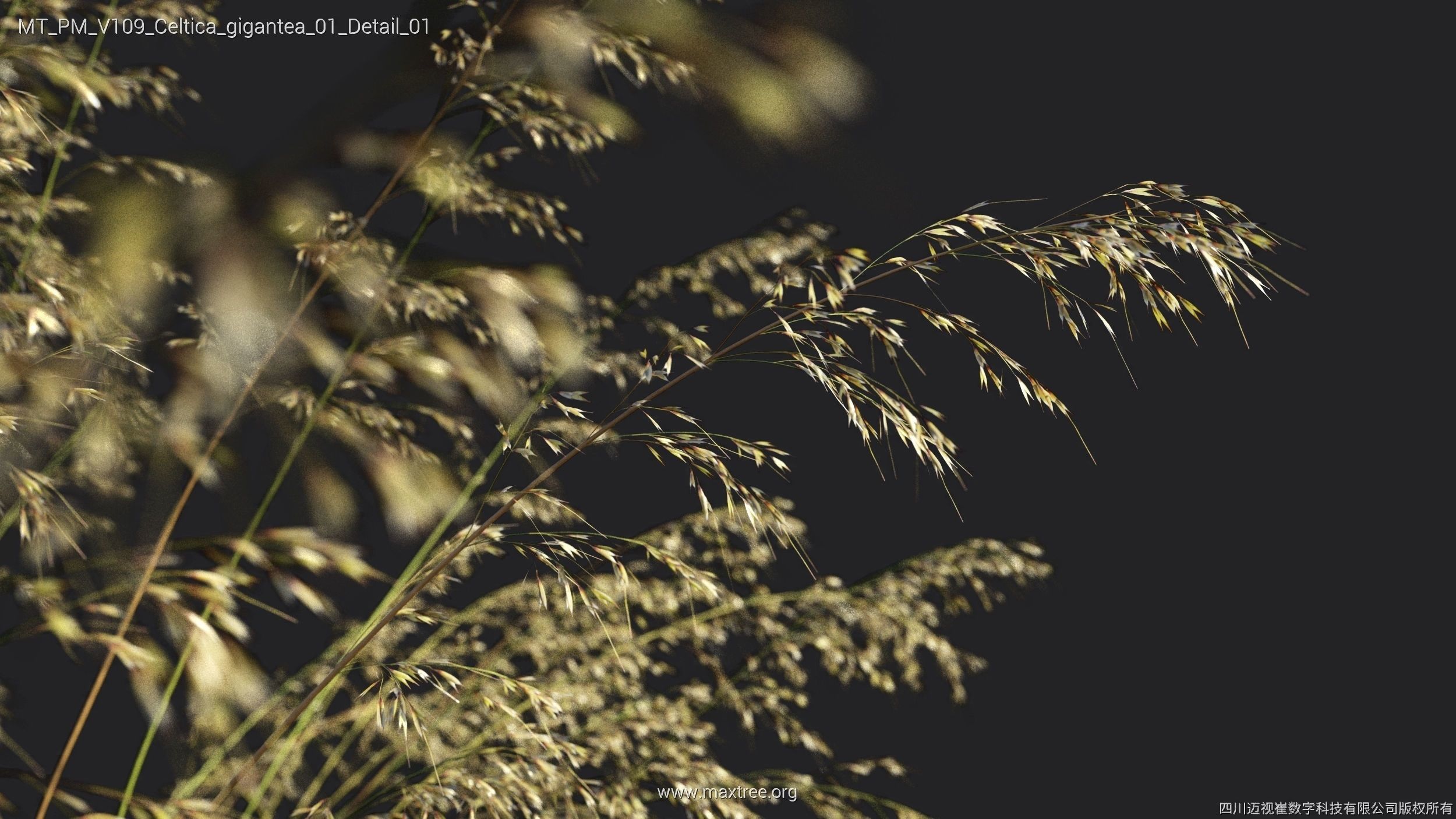 Maxtree Plant Models Vol 109 - Mesh 3D model_27