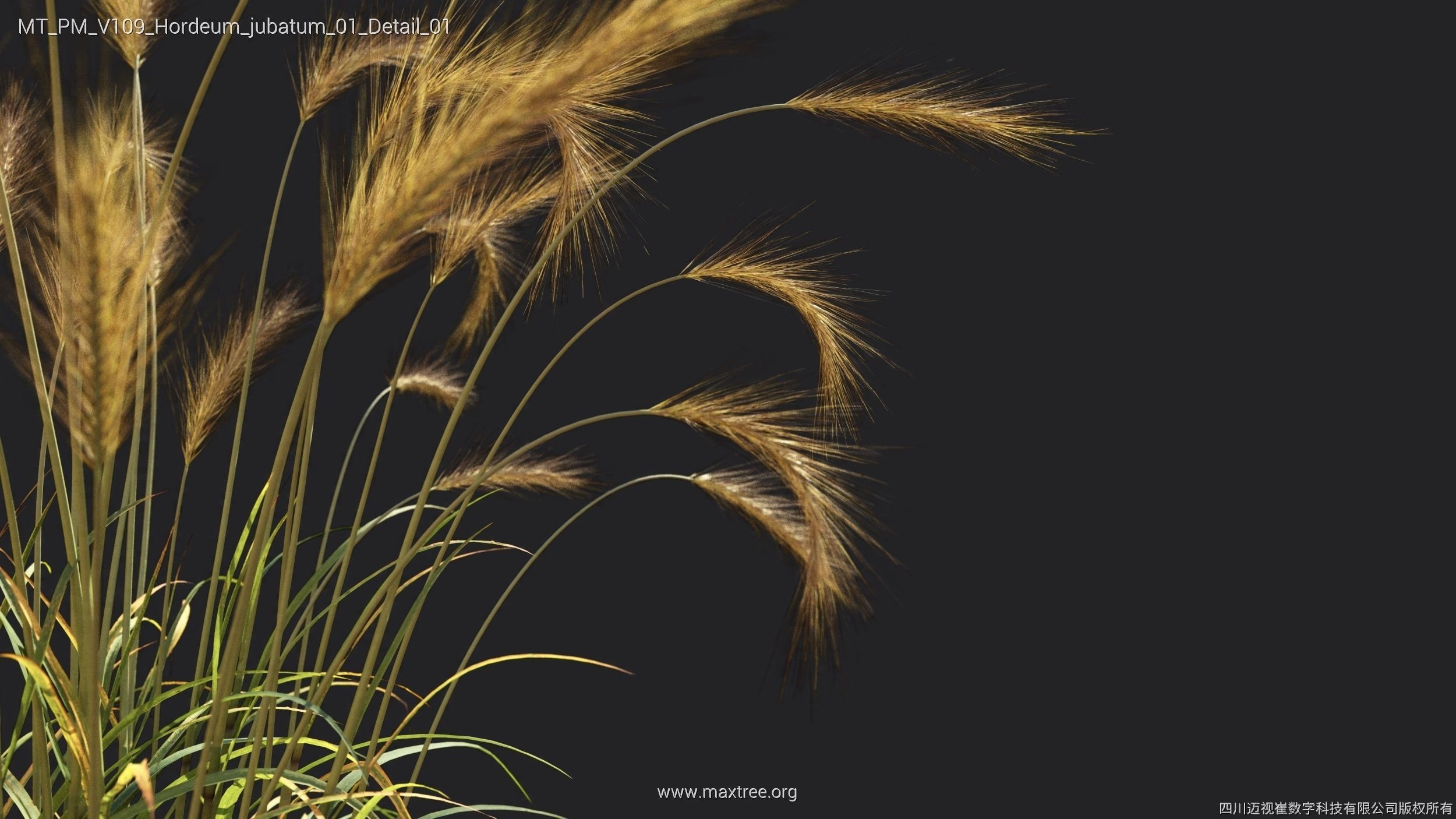 Maxtree Plant Models Vol 109 - Mesh 3D model_39