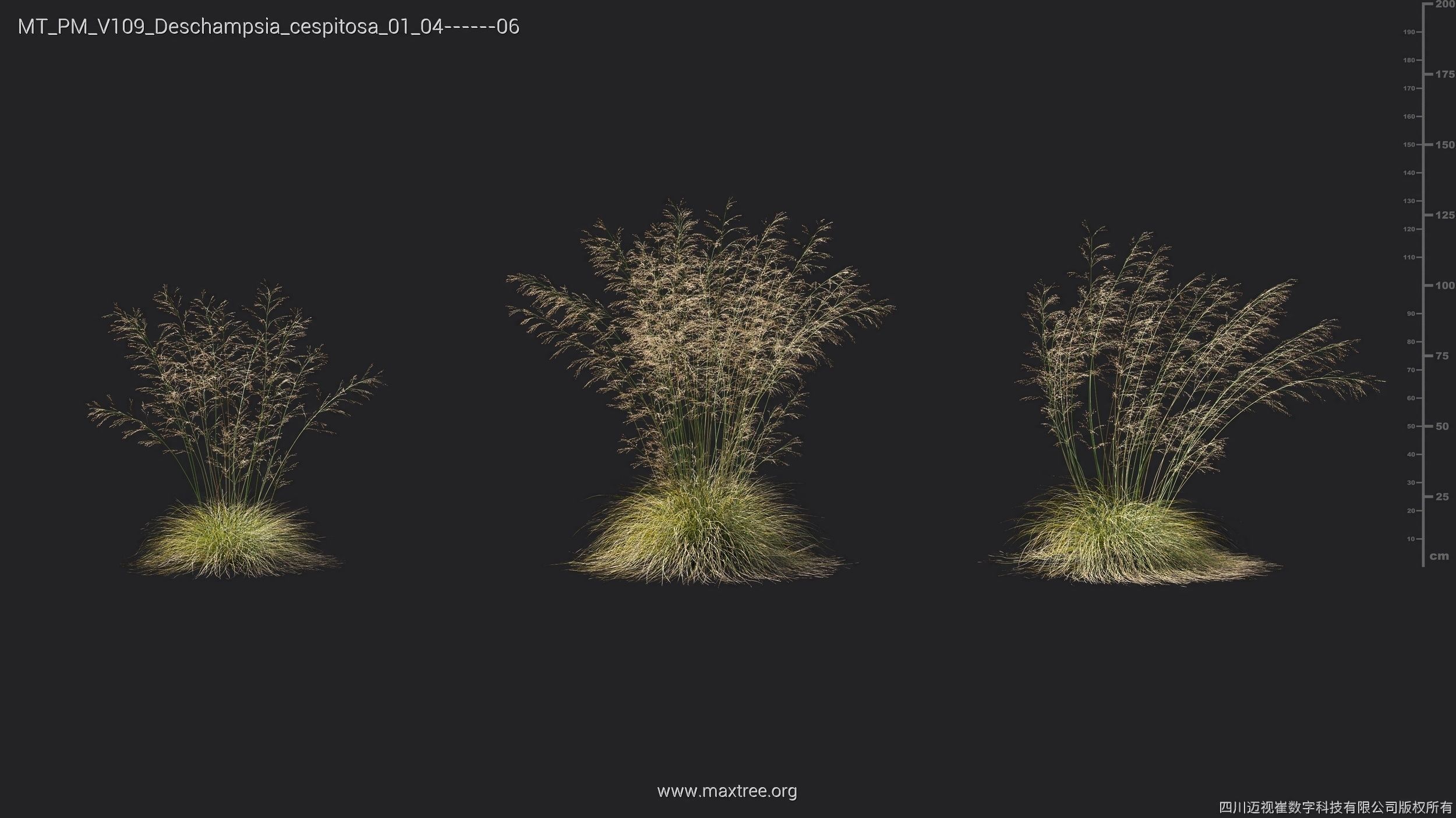 Maxtree Plant Models Vol 109 - Mesh 3D model_29