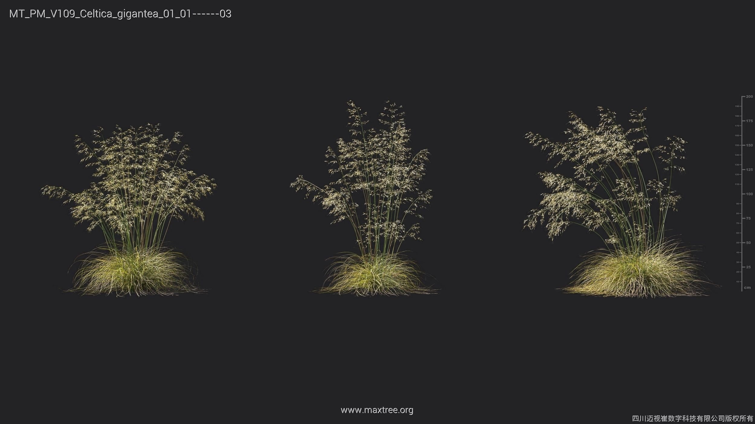 Maxtree Plant Models Vol 109 - Mesh 3D model_25