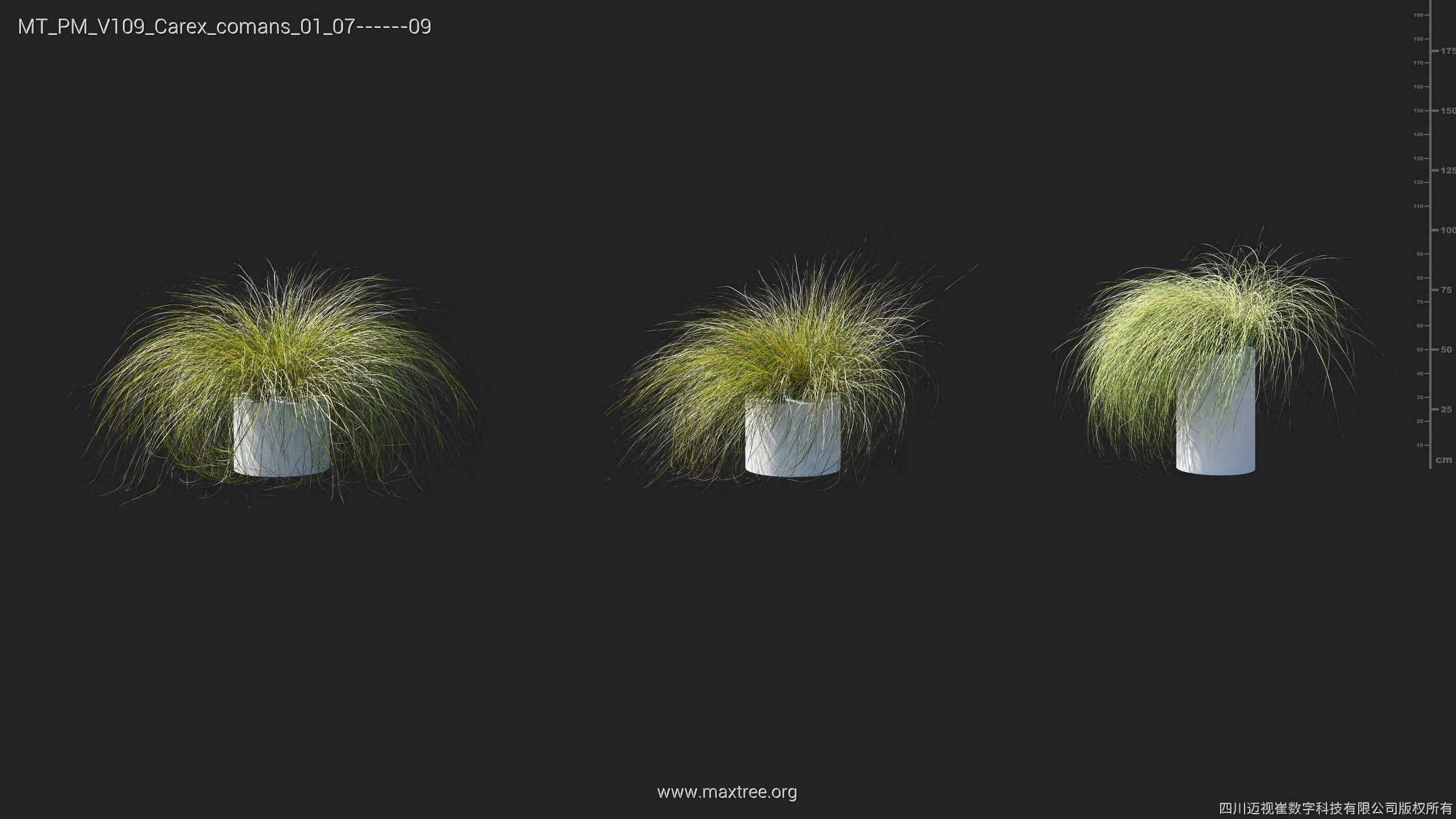 Maxtree Plant Models Vol 109 - Mesh 3D model_15